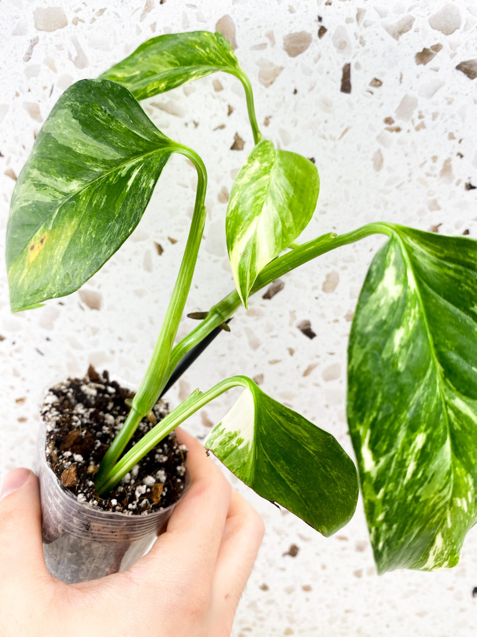 Monstera Lechleriana Variegated 5 leaf top cutting