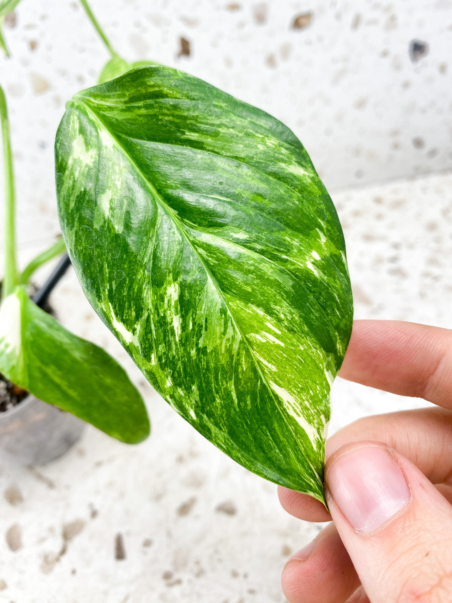 Monstera Lechleriana Variegated 5 leaf top cutting