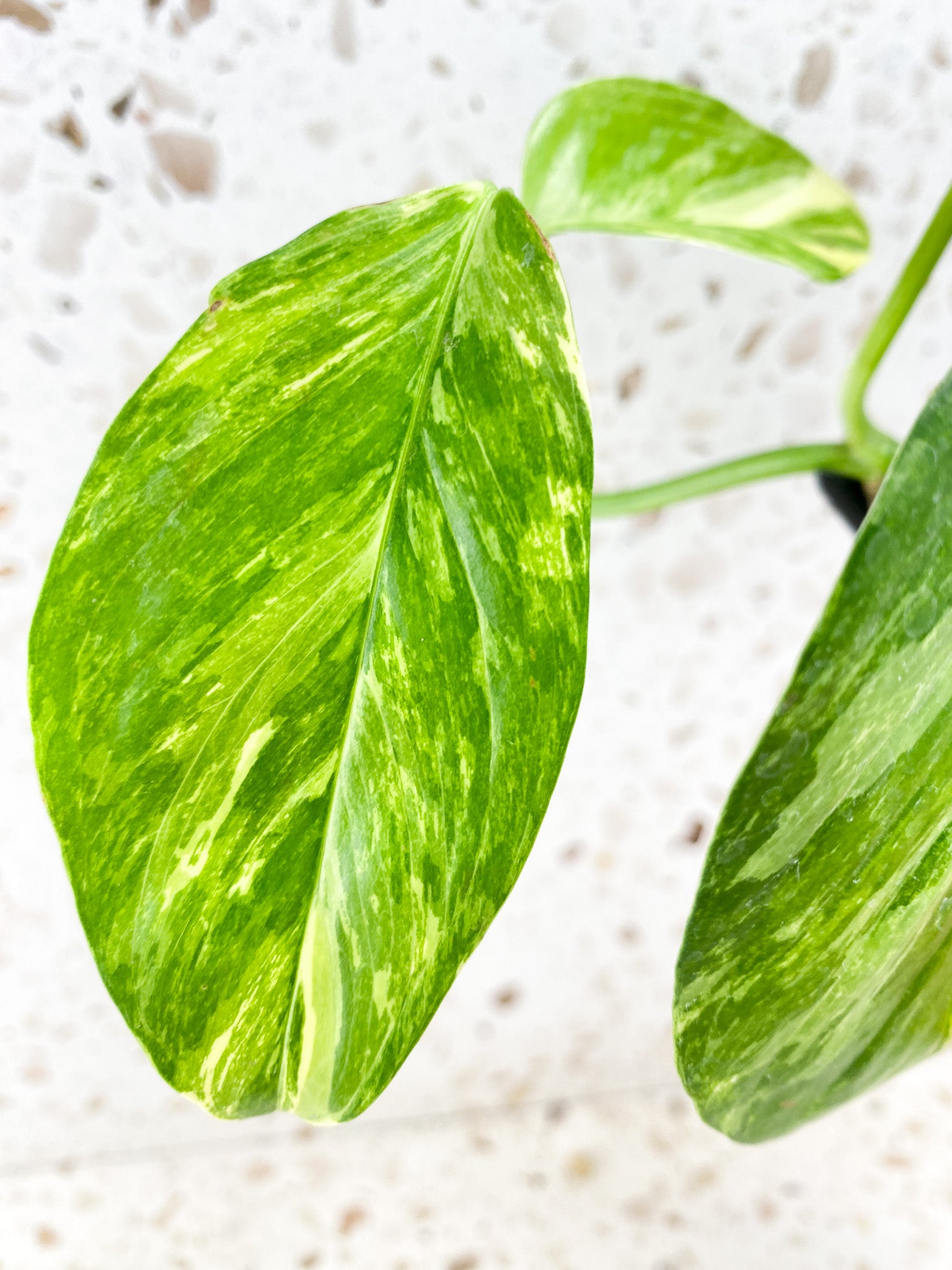 Monstera Lechleriana Variegated 5 leaf top cutting