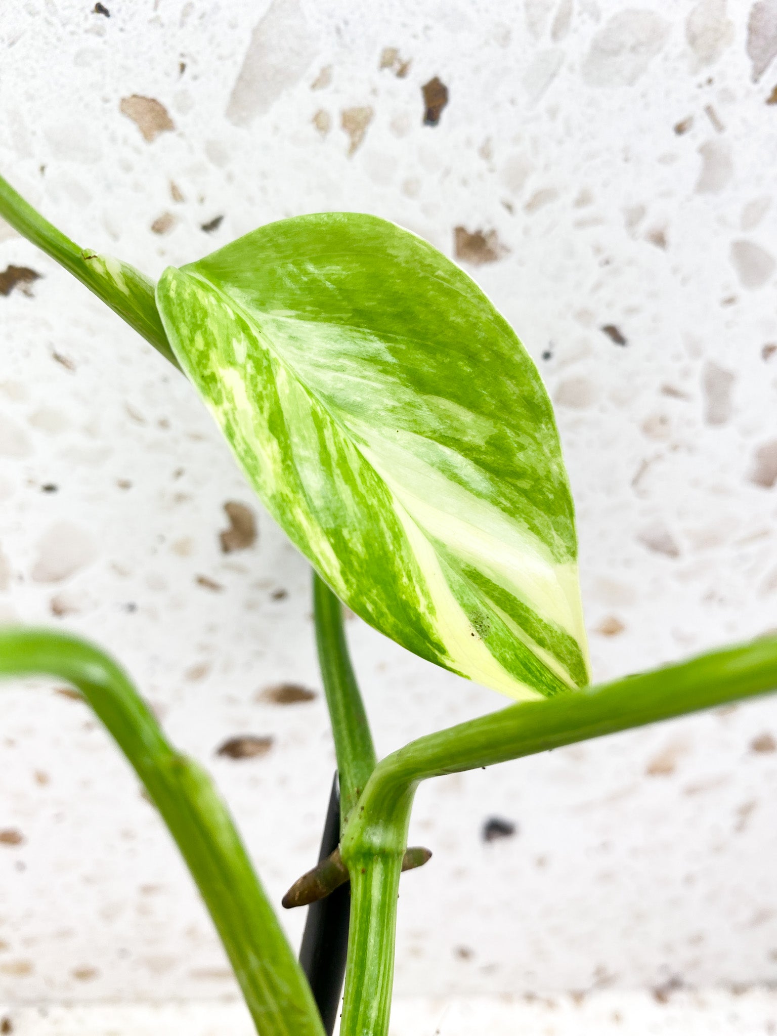 Monstera Lechleriana Variegated 5 leaf top cutting