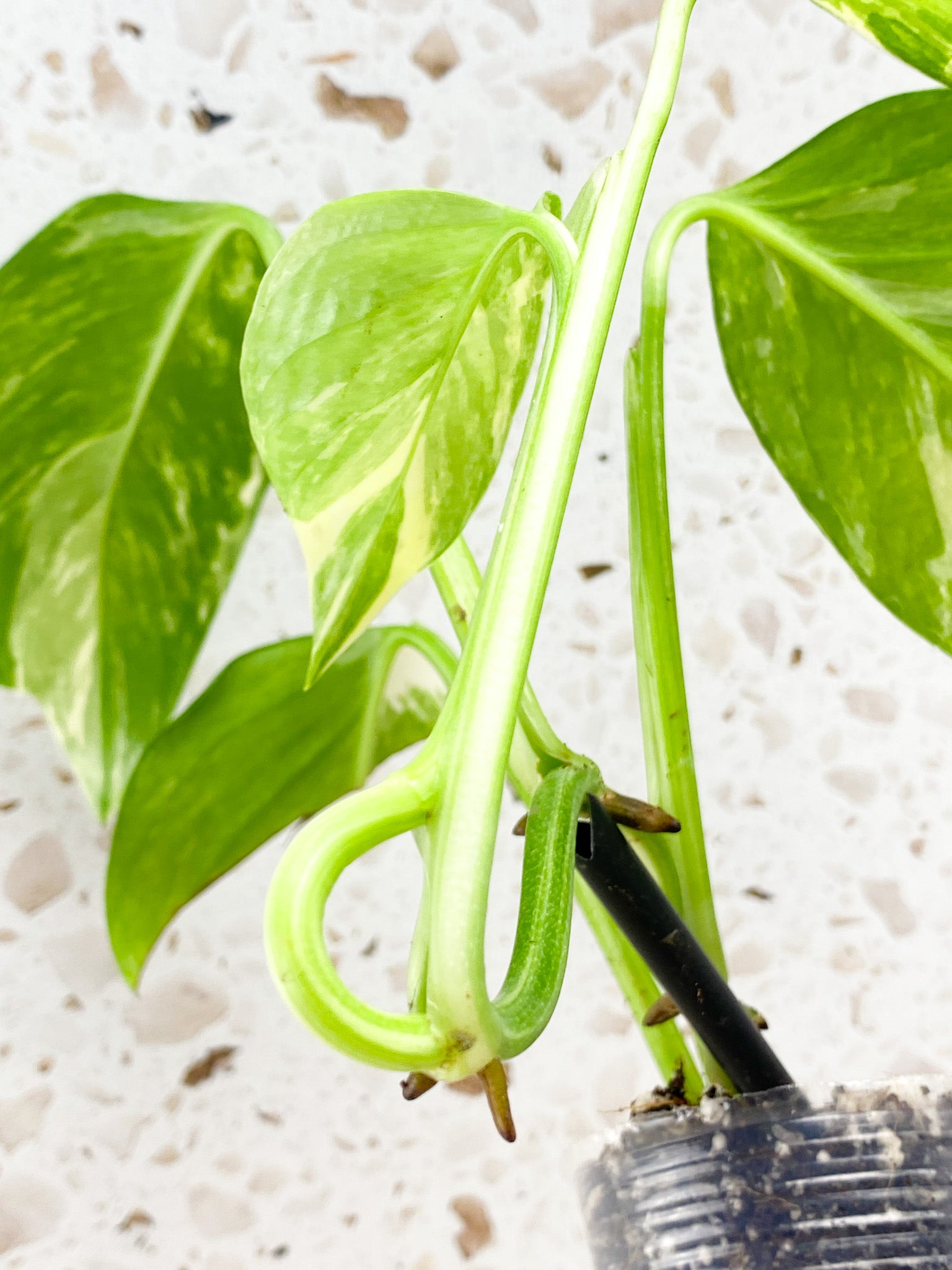 Monstera Lechleriana Variegated 5 leaf top cutting