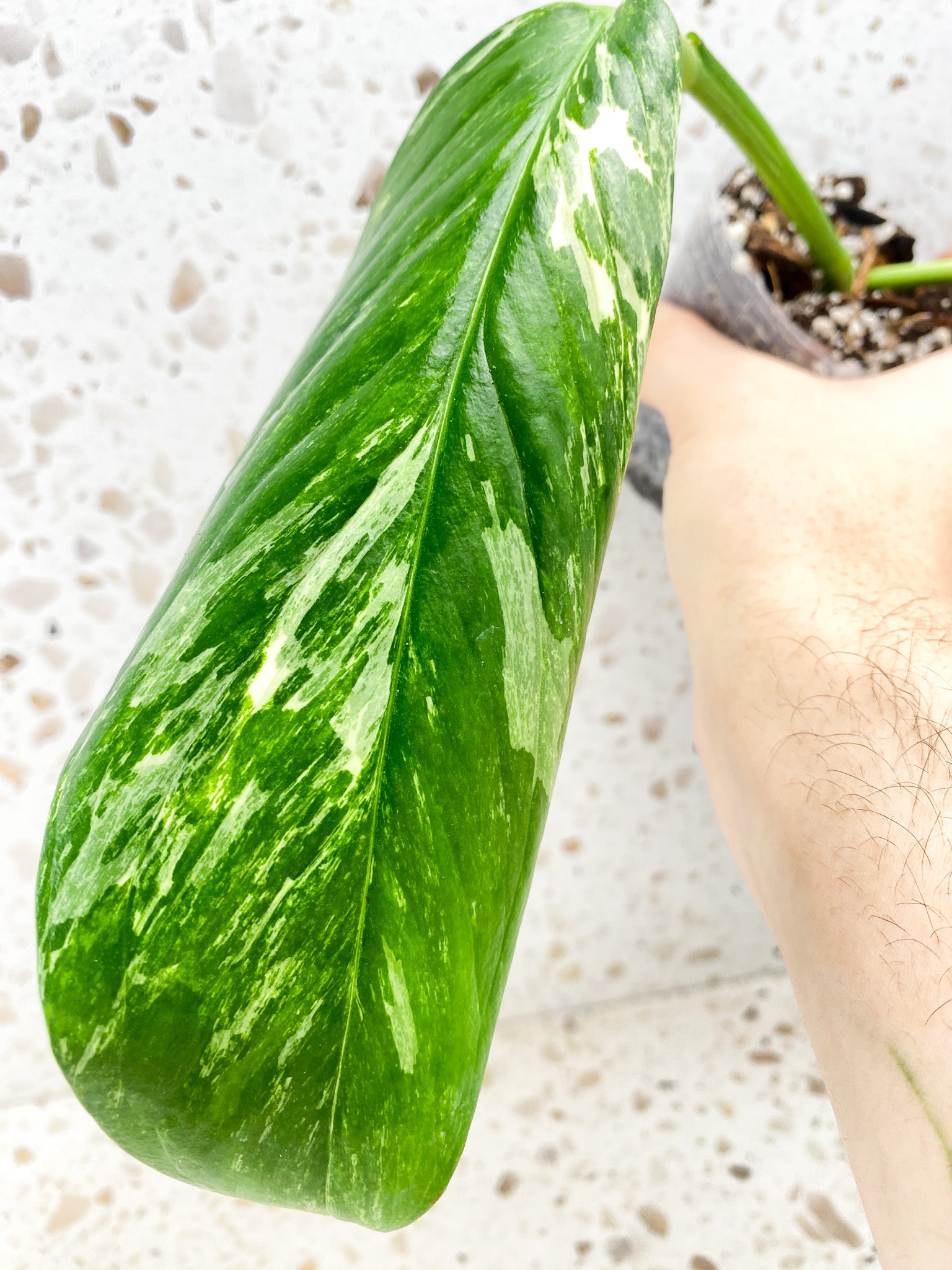 Monstera Lechleriana Variegated 1 leaf with sprout