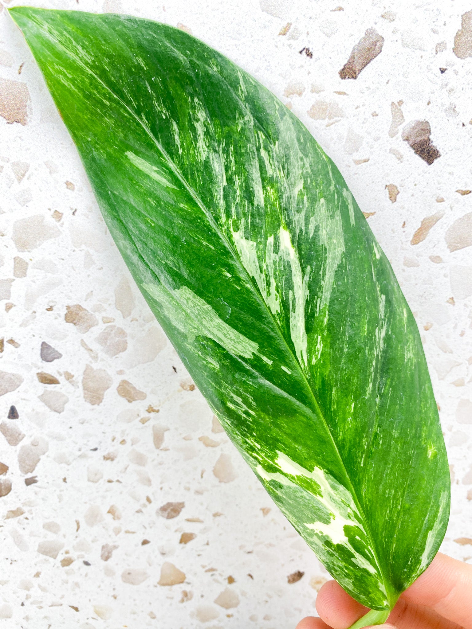 Monstera Lechleriana Variegated 1 leaf with sprout