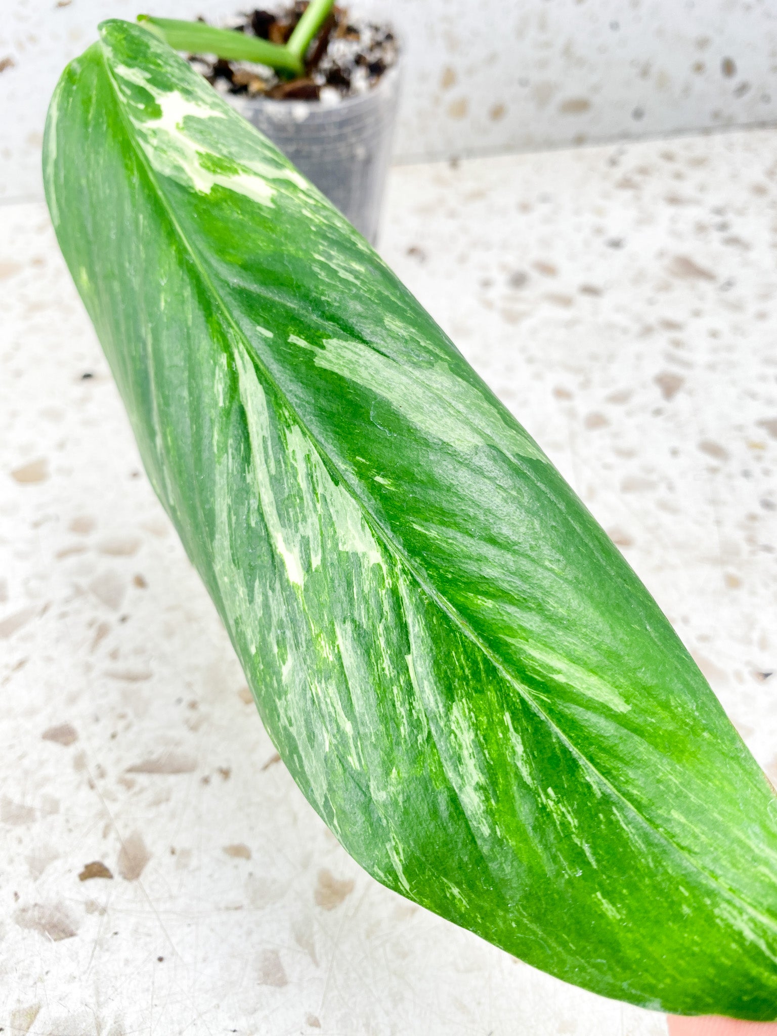 Monstera Lechleriana Variegated 1 leaf with sprout