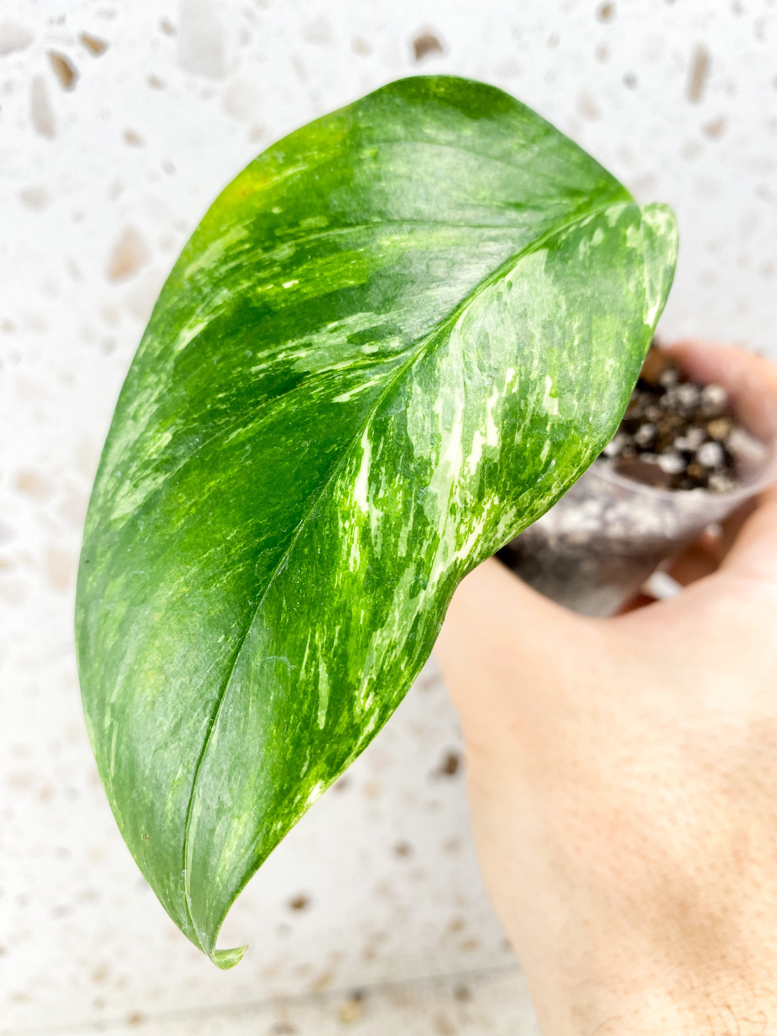 Monstera Lechleriana Variegated 1 leaf