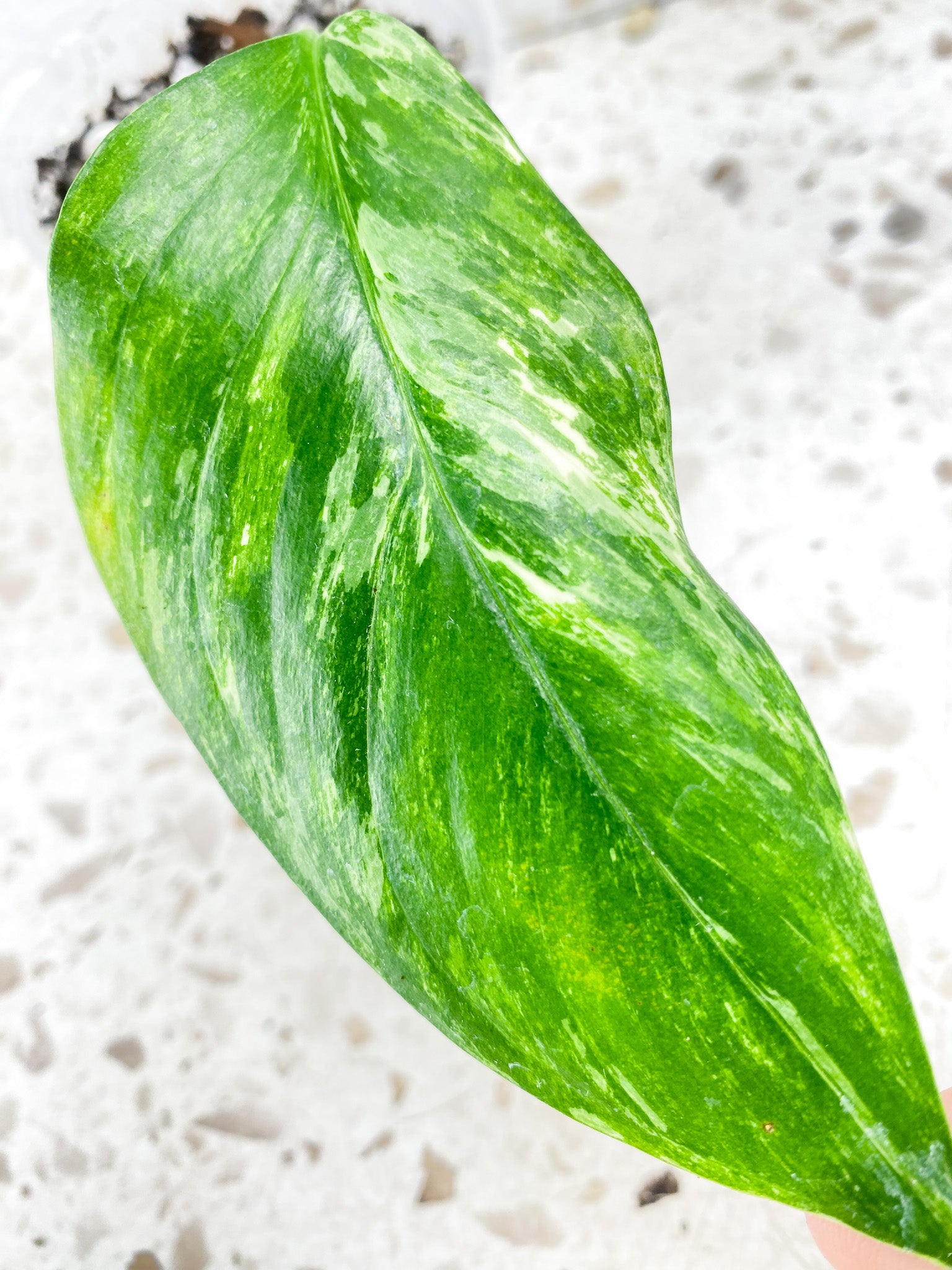 Monstera Lechleriana Variegated 1 leaf