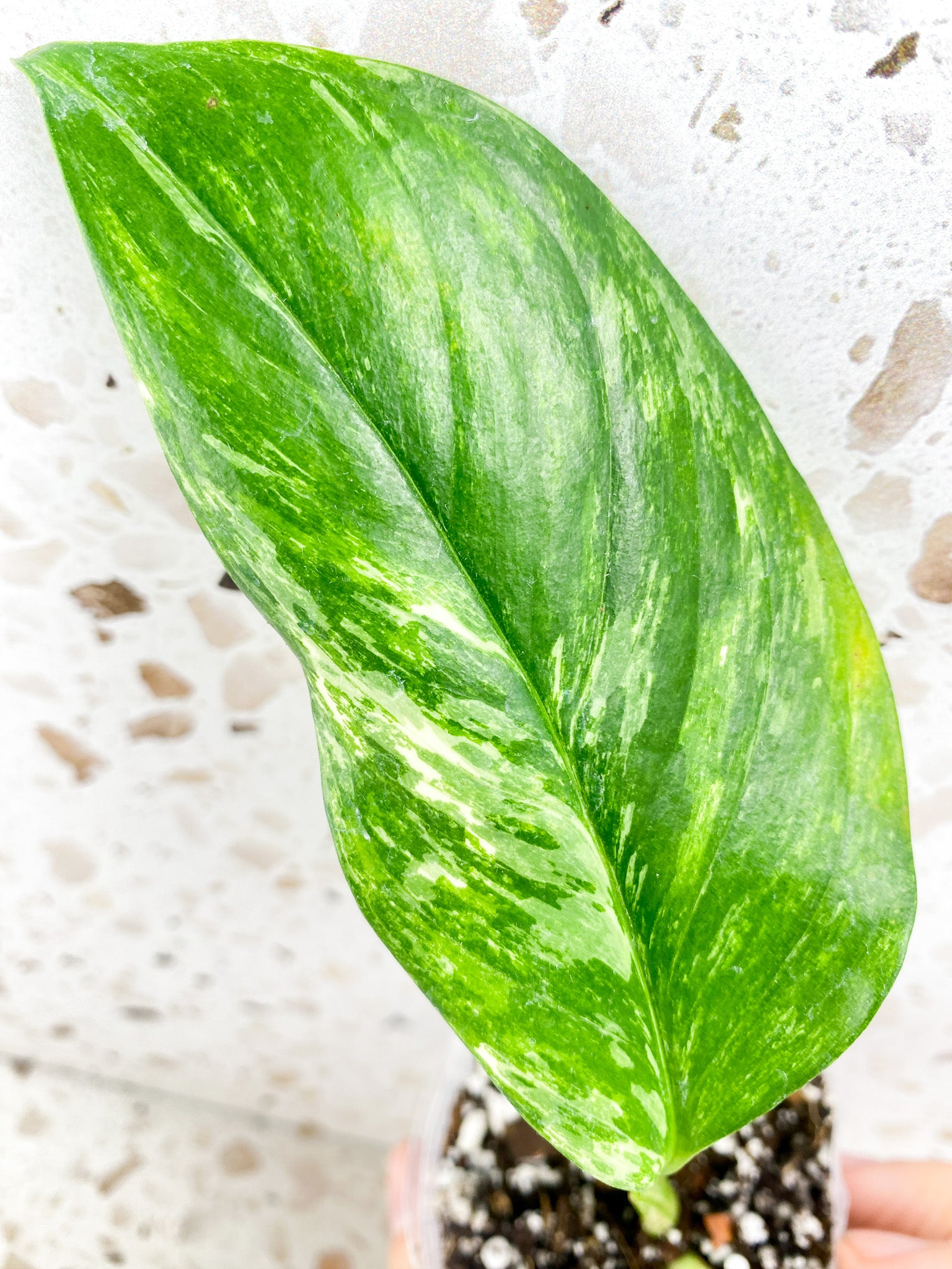 Monstera Lechleriana Variegated 1 leaf