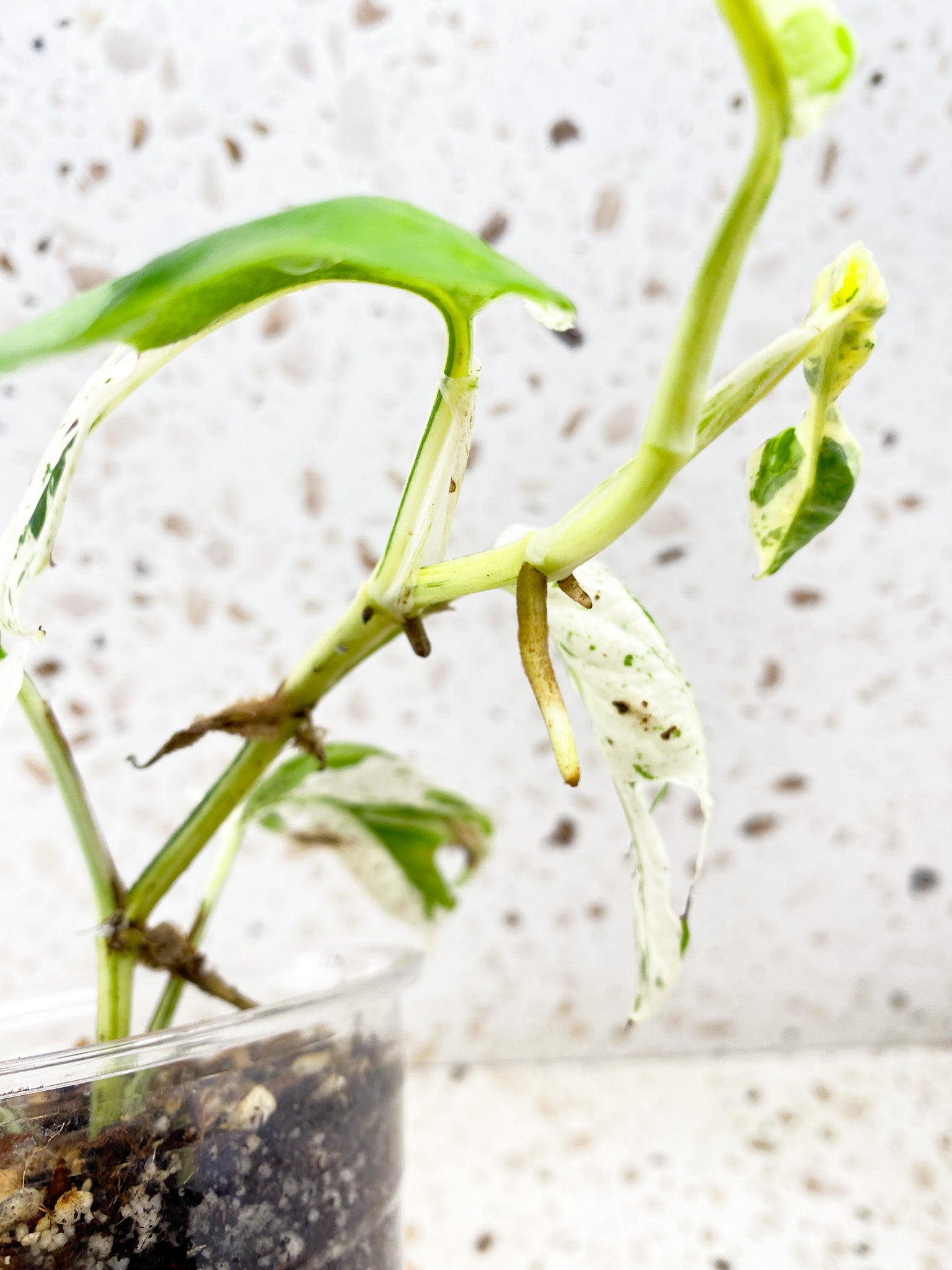 Epipremnum Marble 7 leaf top cutting