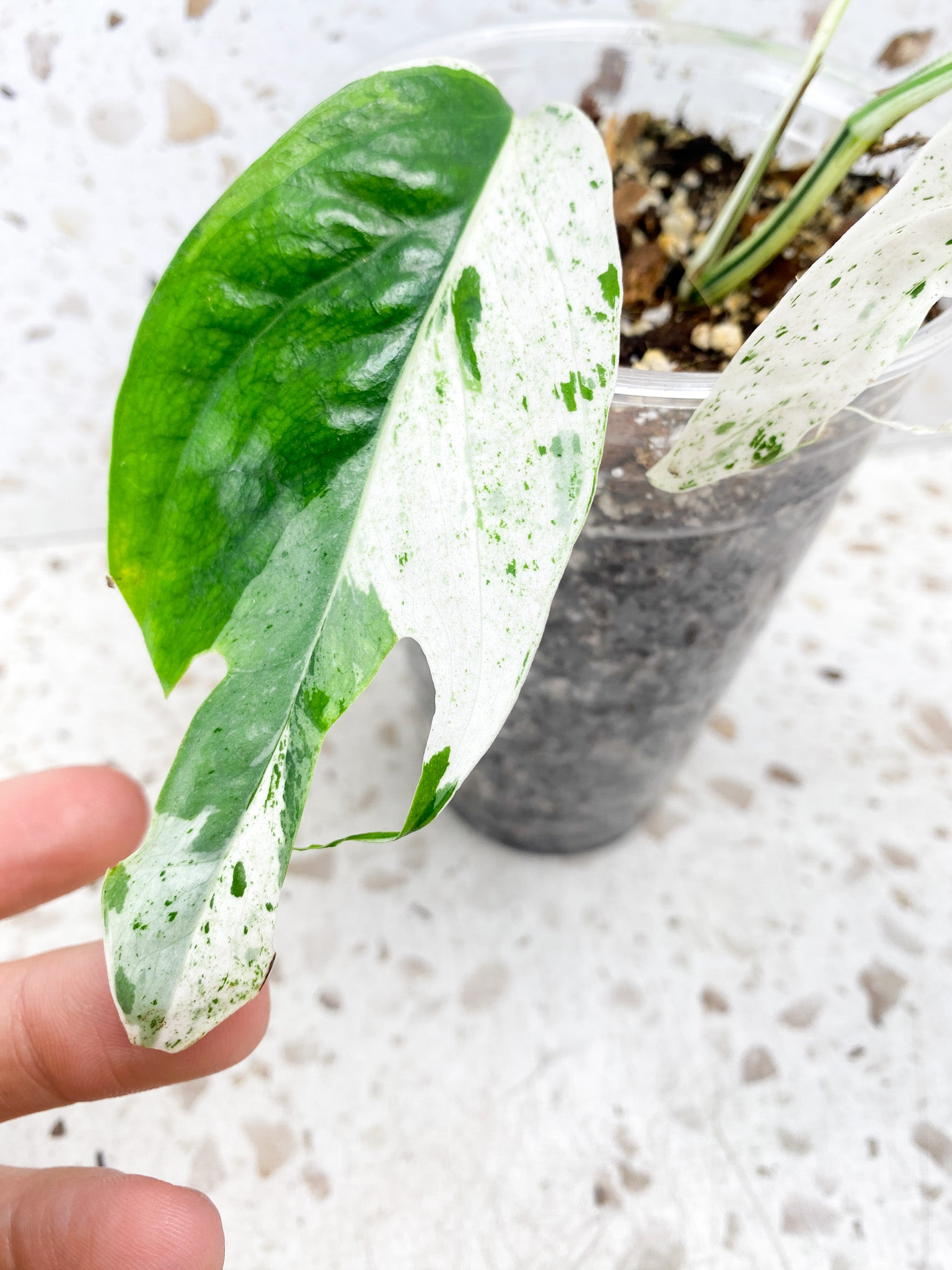 Epipremnum Marble 7 leaf top cutting