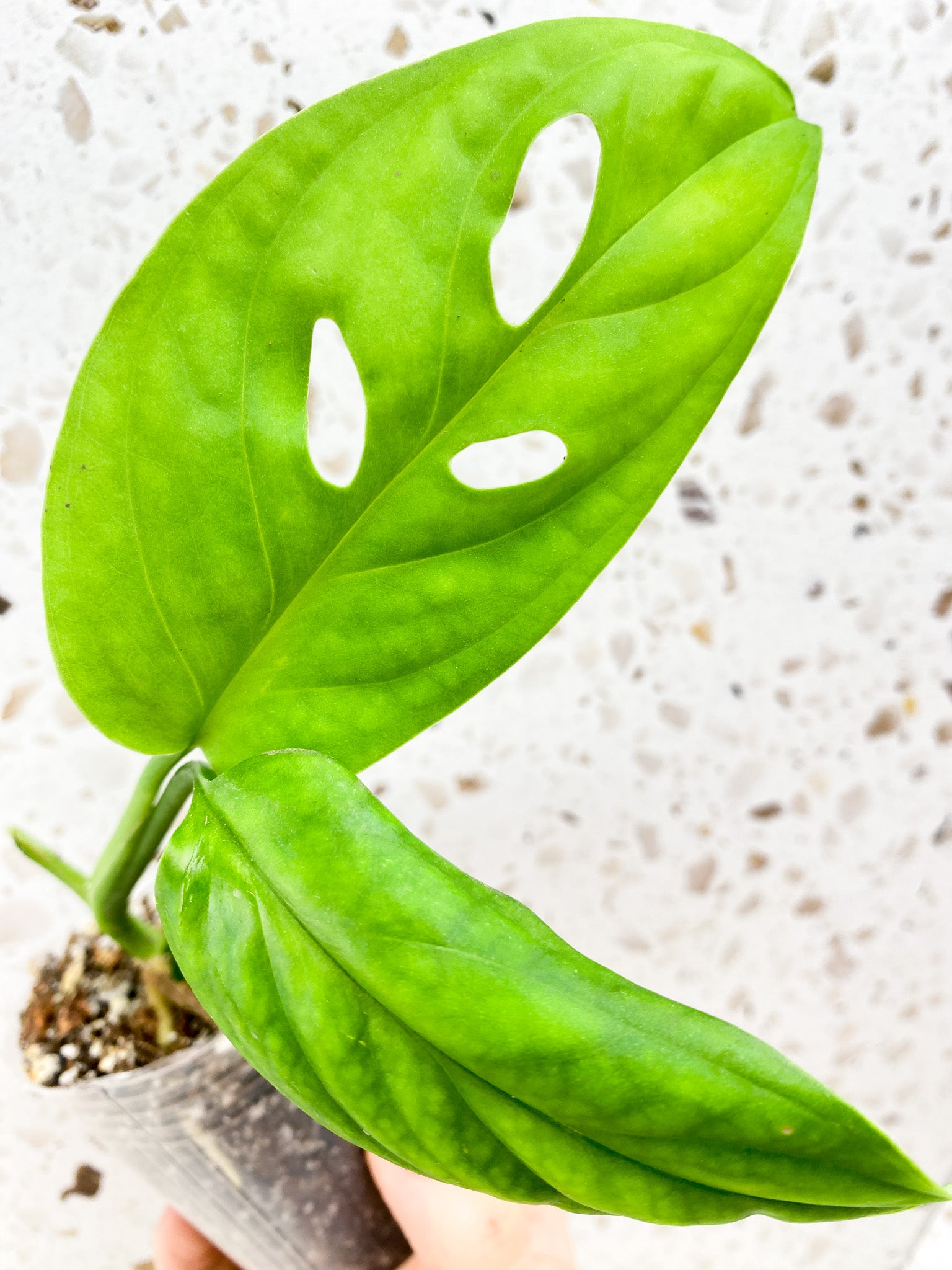 Monstera Obliqua Ucayali 2 leaf top cutting