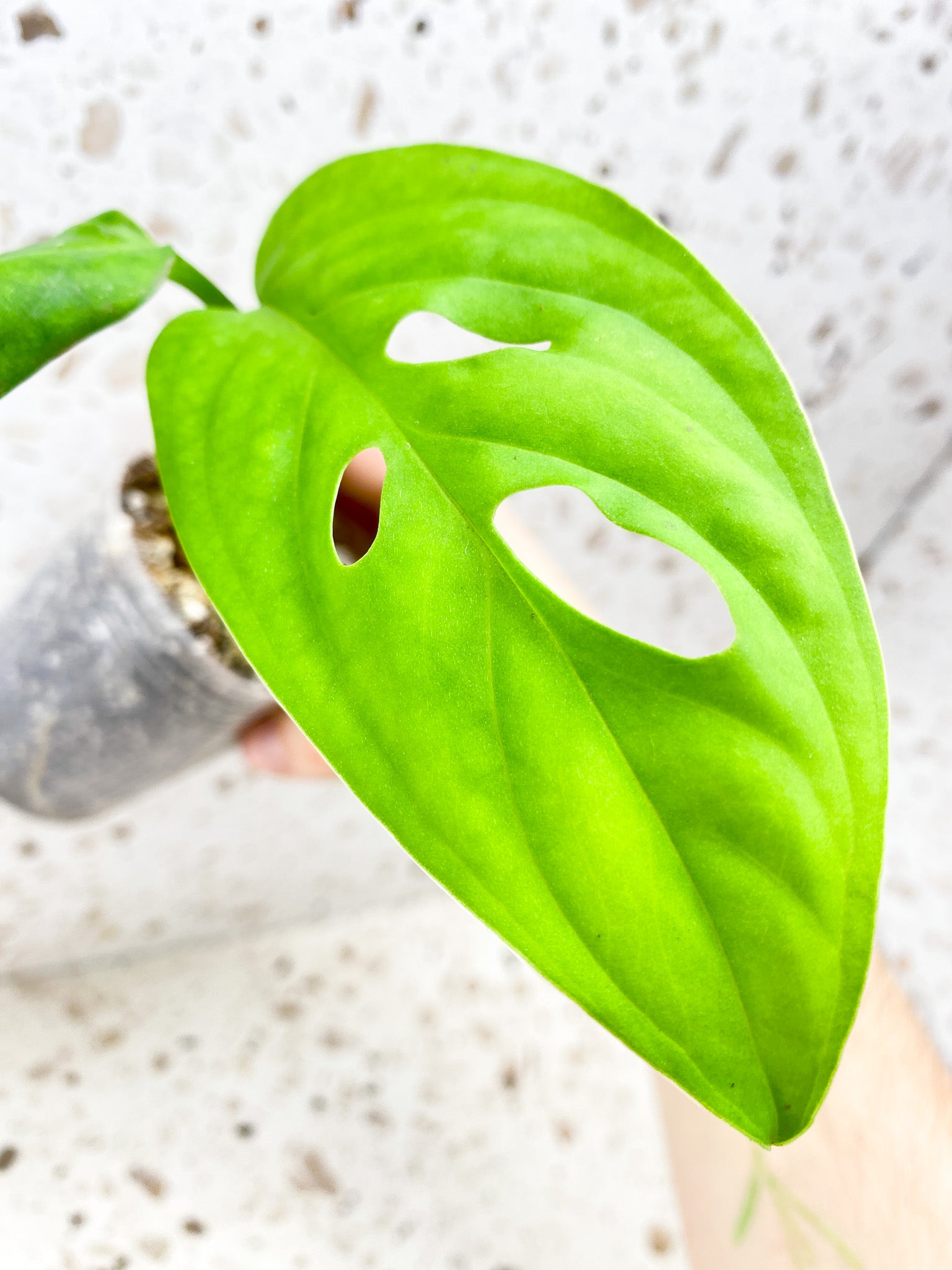 Monstera Obliqua Ucayali 2 leaf top cutting