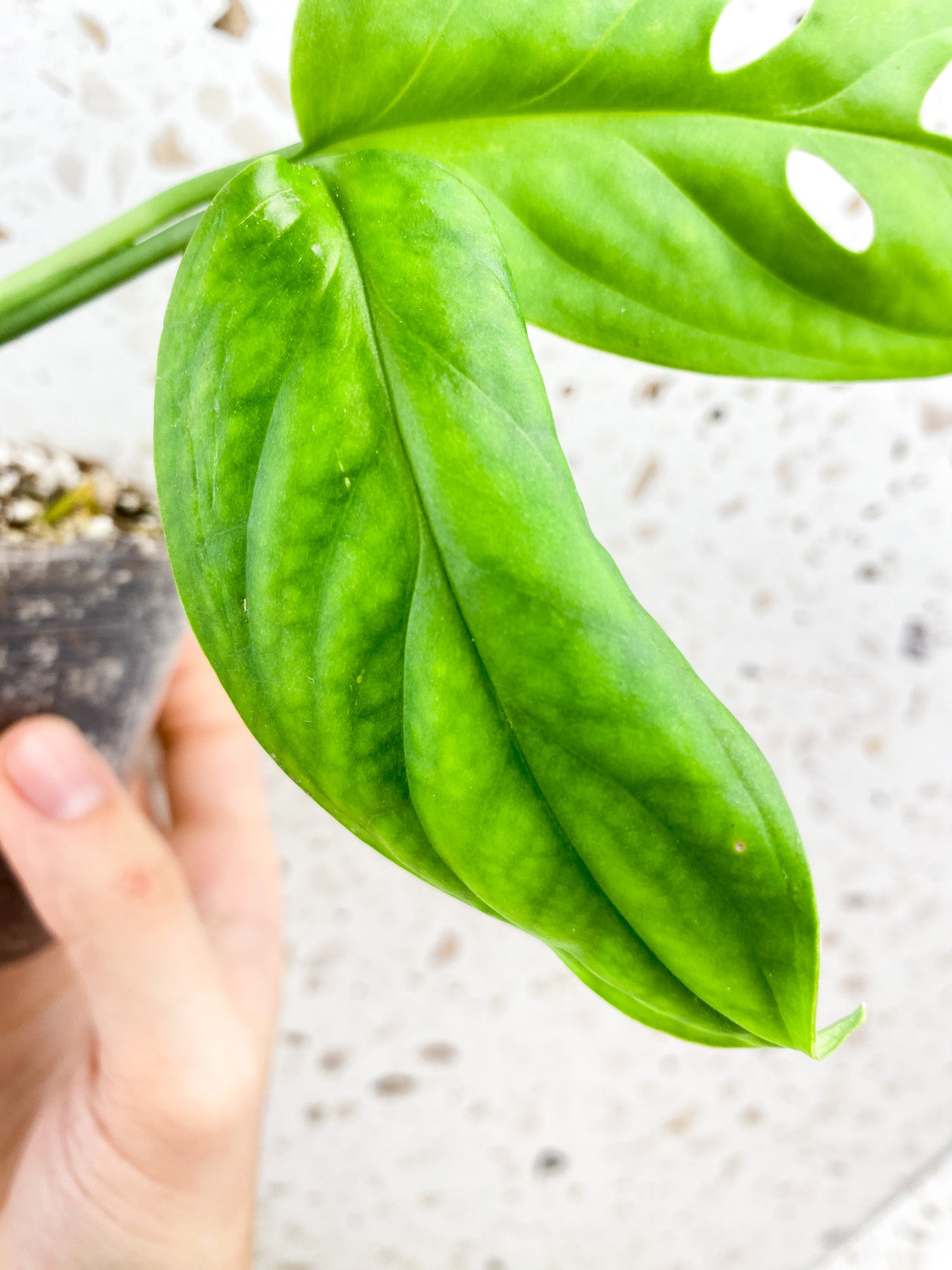 Monstera Obliqua Ucayali 2 leaf top cutting