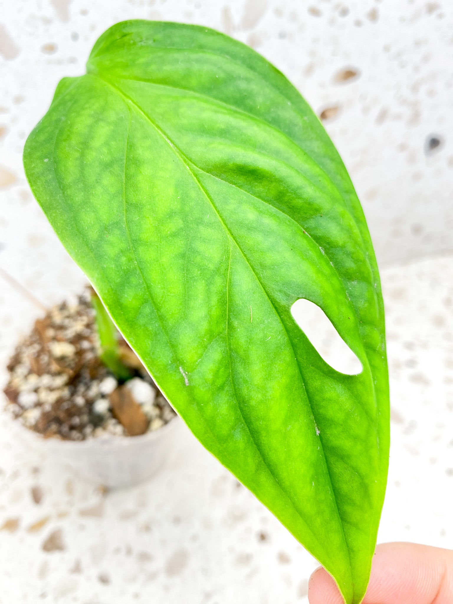 Monstera Obliqua Ucayali 1 leaf 1 shoot