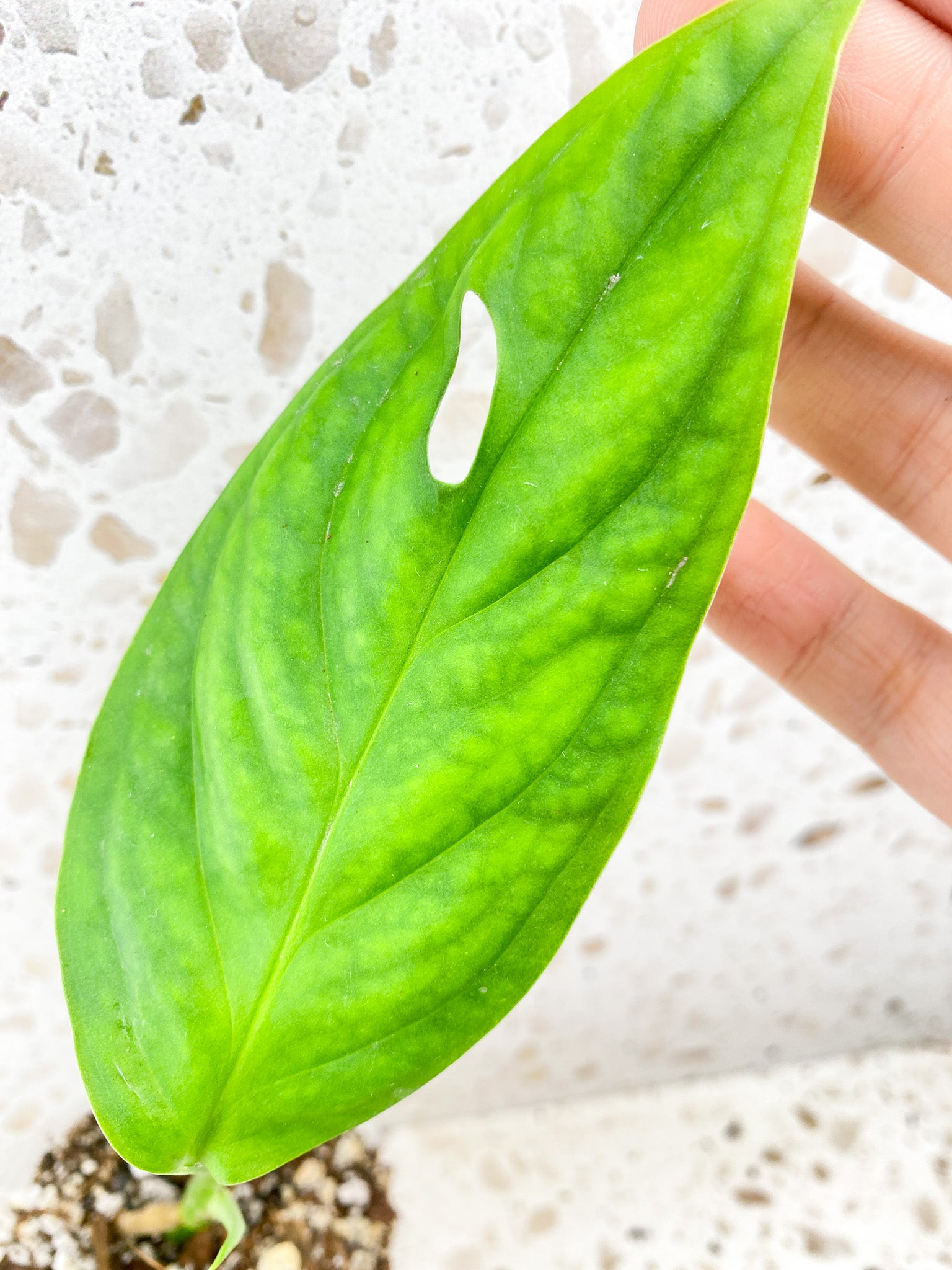 Monstera Obliqua Ucayali 1 leaf 1 shoot