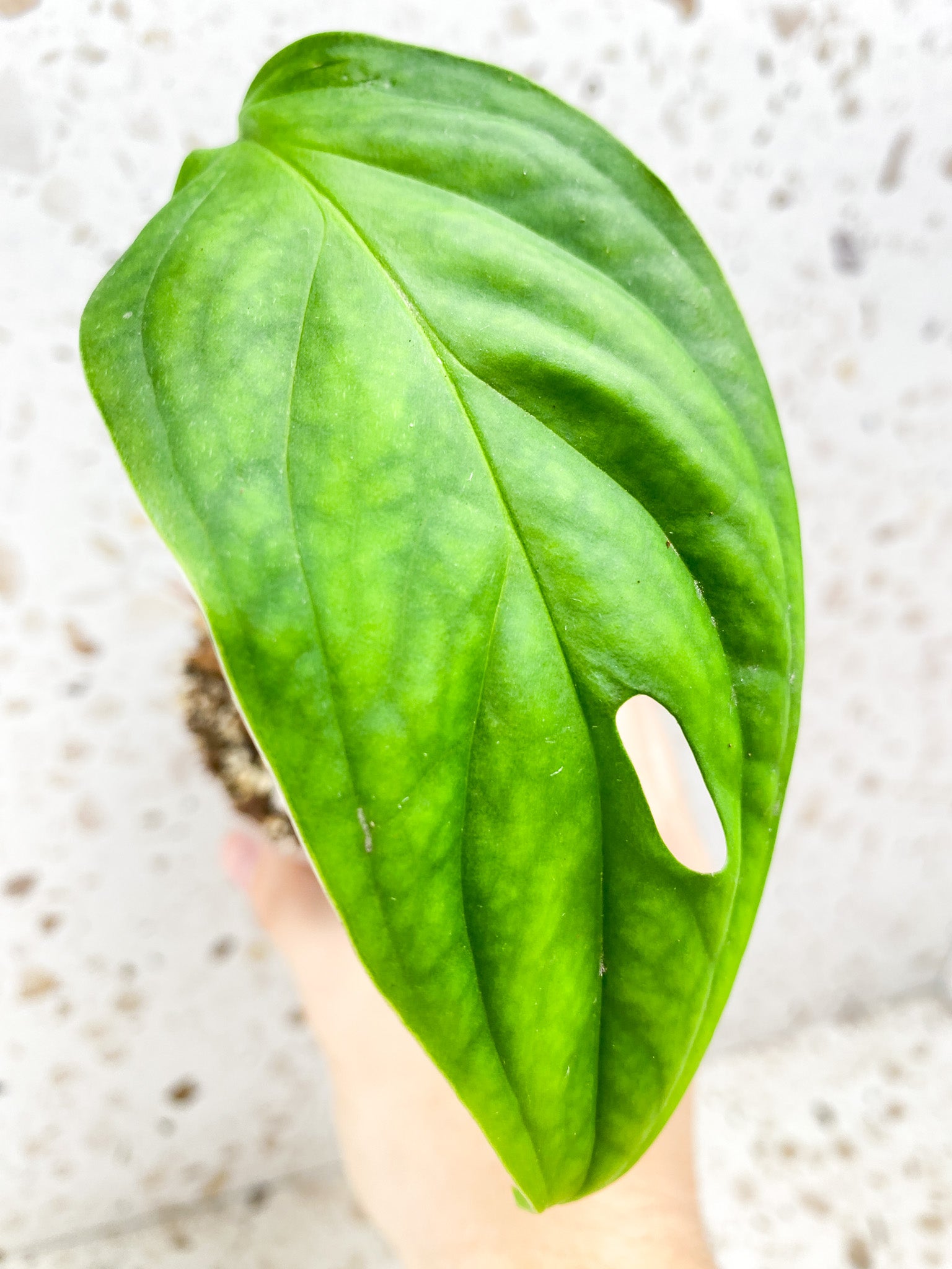 Monstera Obliqua Ucayali 1 leaf 1 shoot