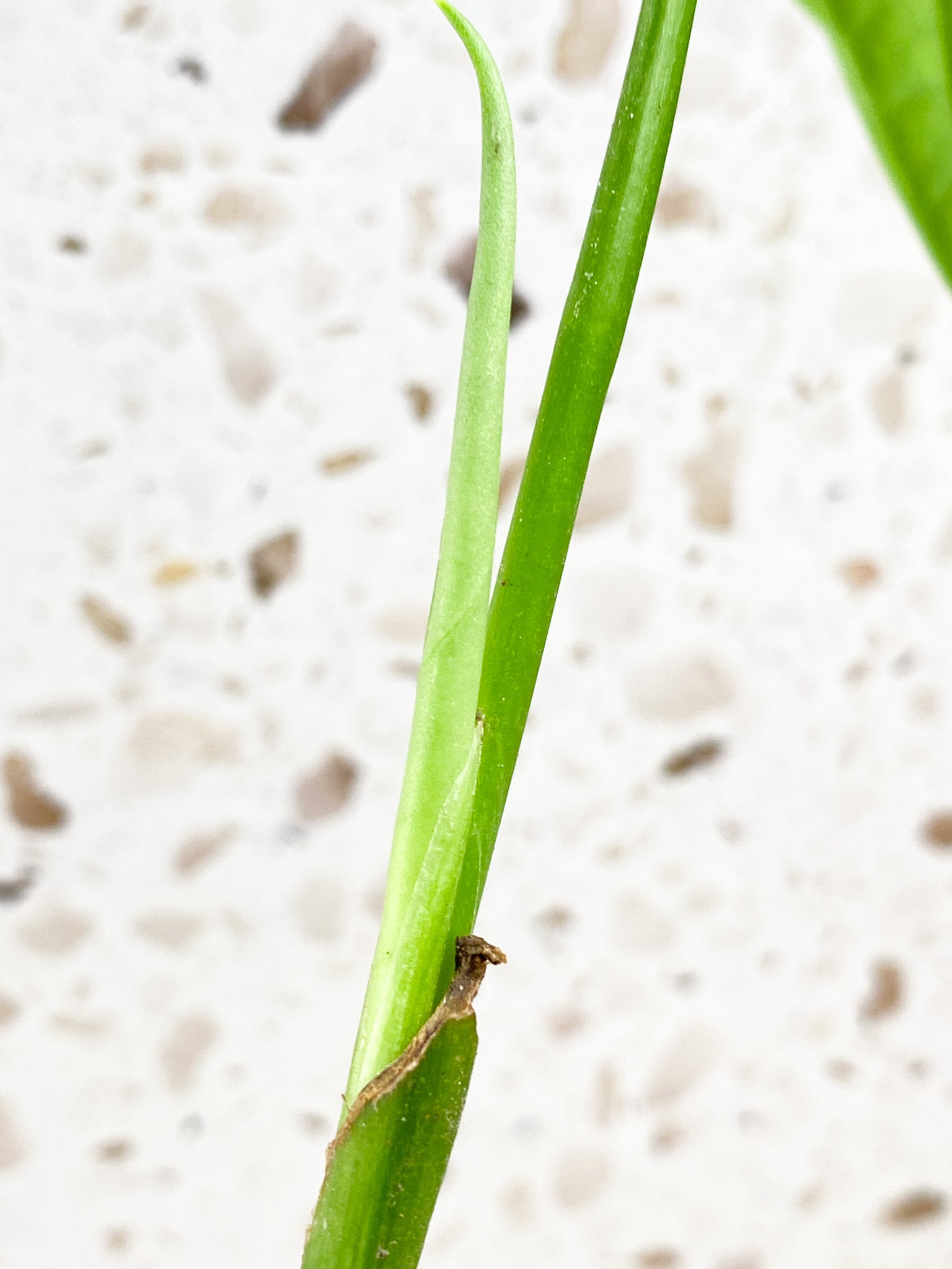 Monstera Obliqua Ucayali 1 leaf 1 shoot