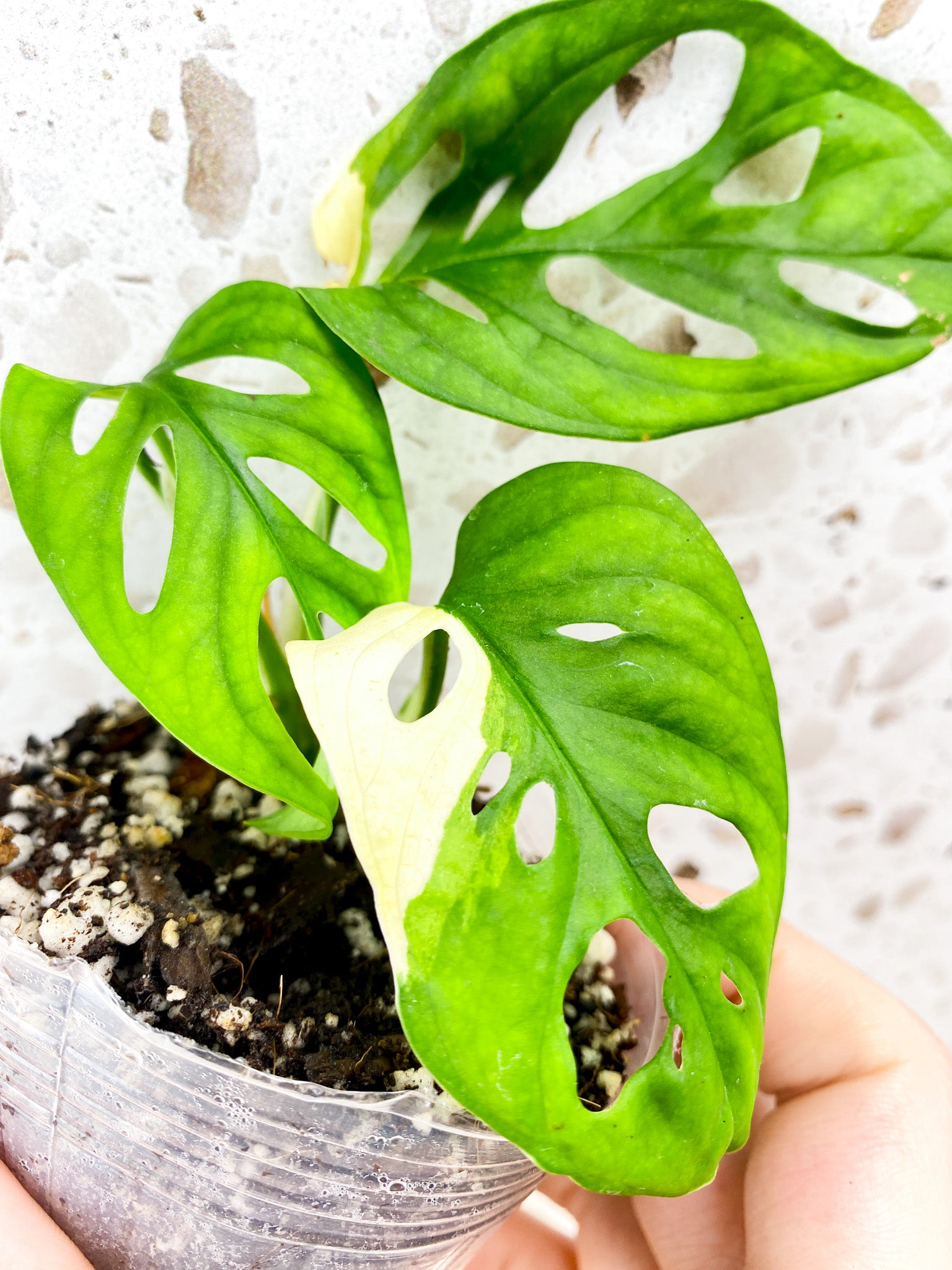 Monstera Adansonii Albo Tricolor 3 leaf top cutting