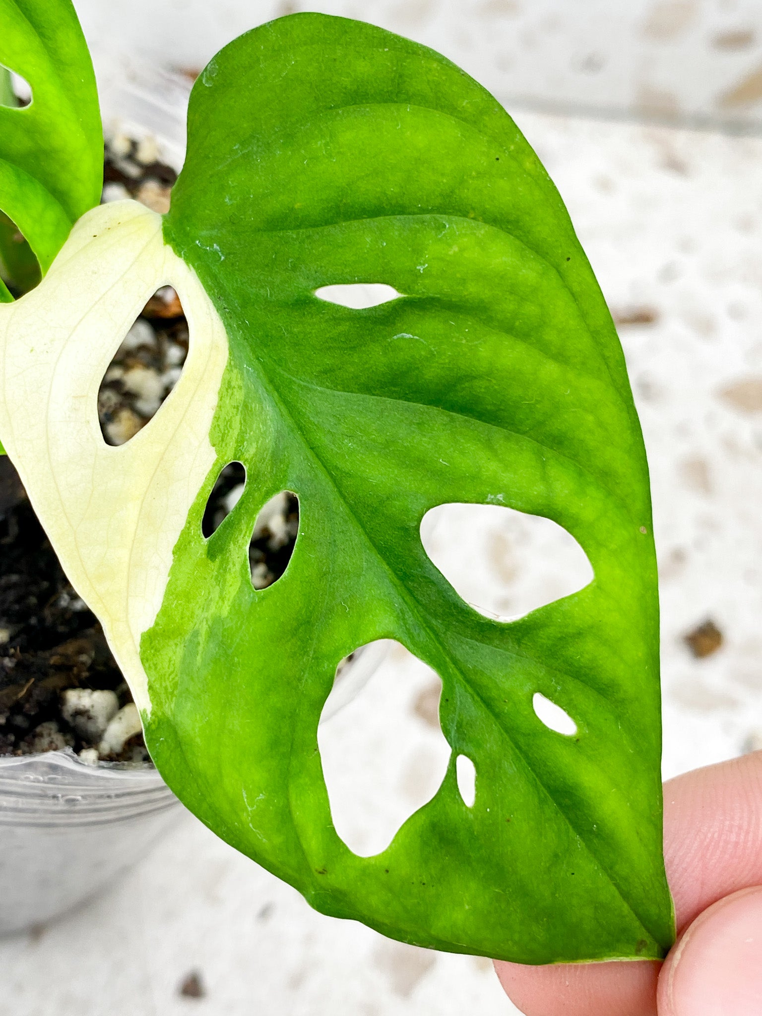 Monstera Adansonii Albo Tricolor 3 leaf top cutting