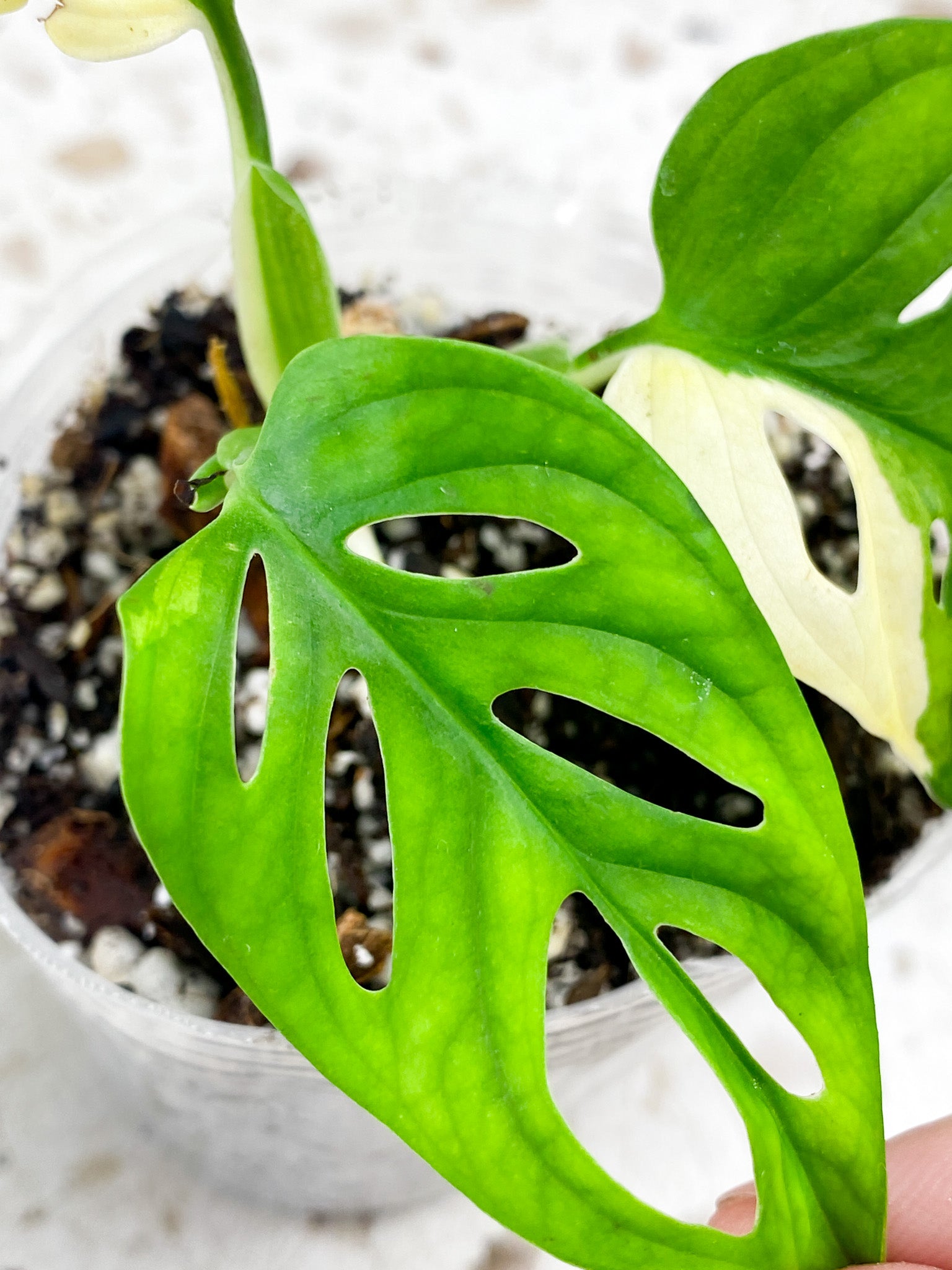 Monstera Adansonii Albo Tricolor 3 leaf top cutting