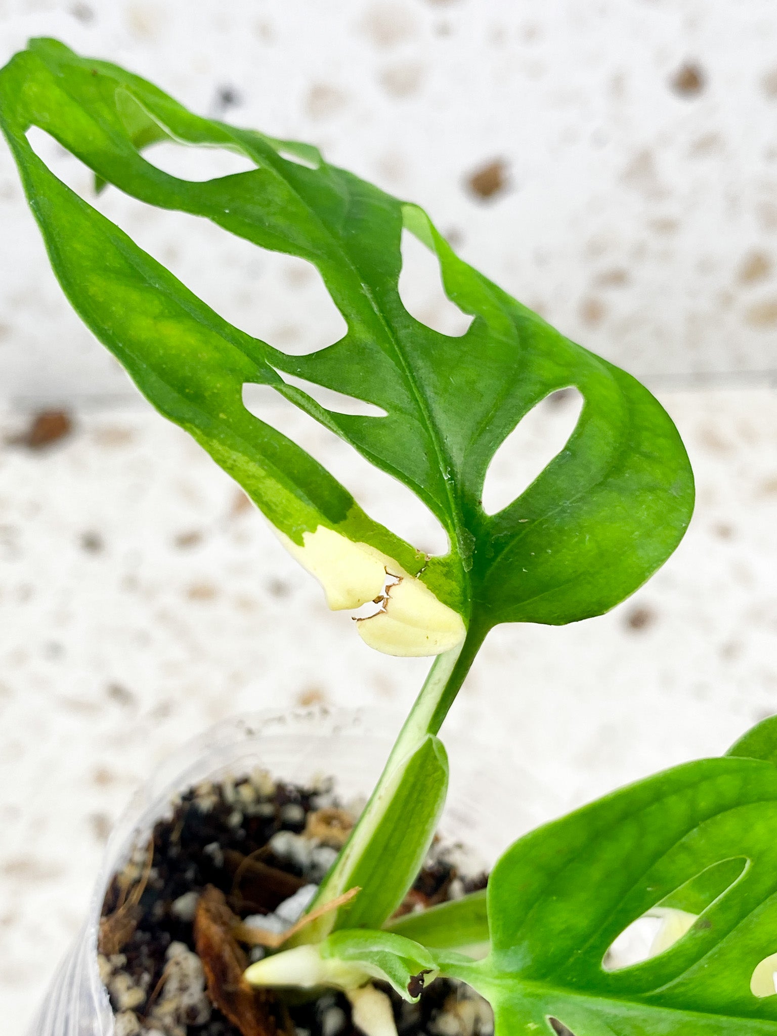 Monstera Adansonii Albo Tricolor 3 leaf top cutting