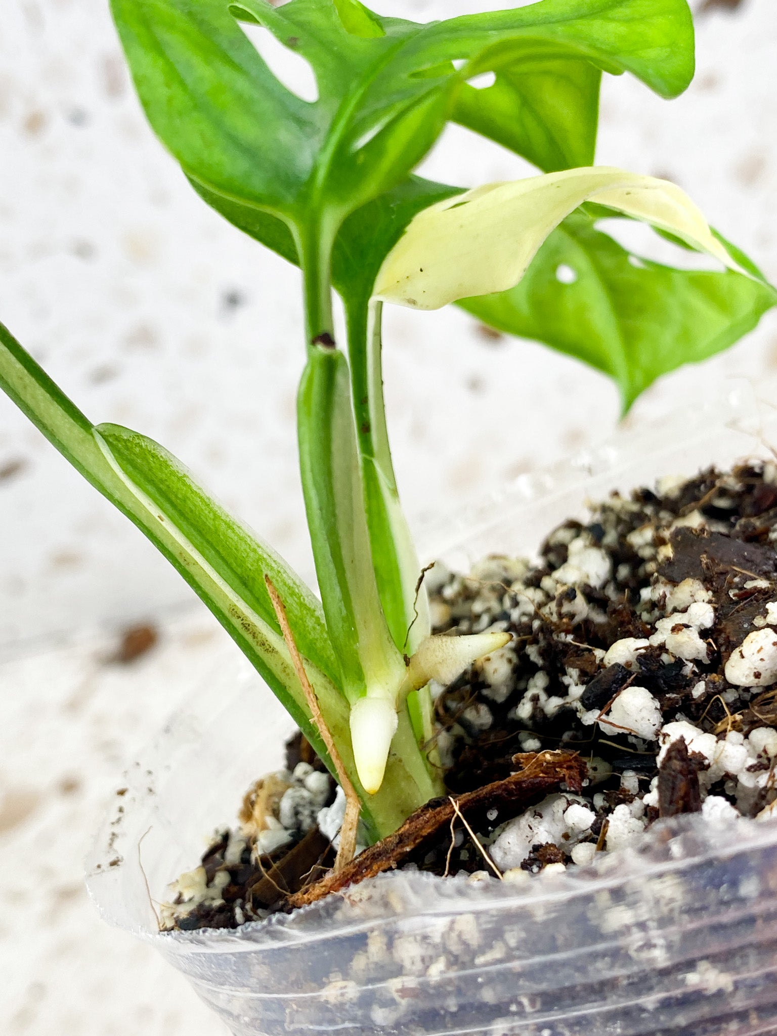 Monstera Adansonii Albo Tricolor 3 leaf top cutting