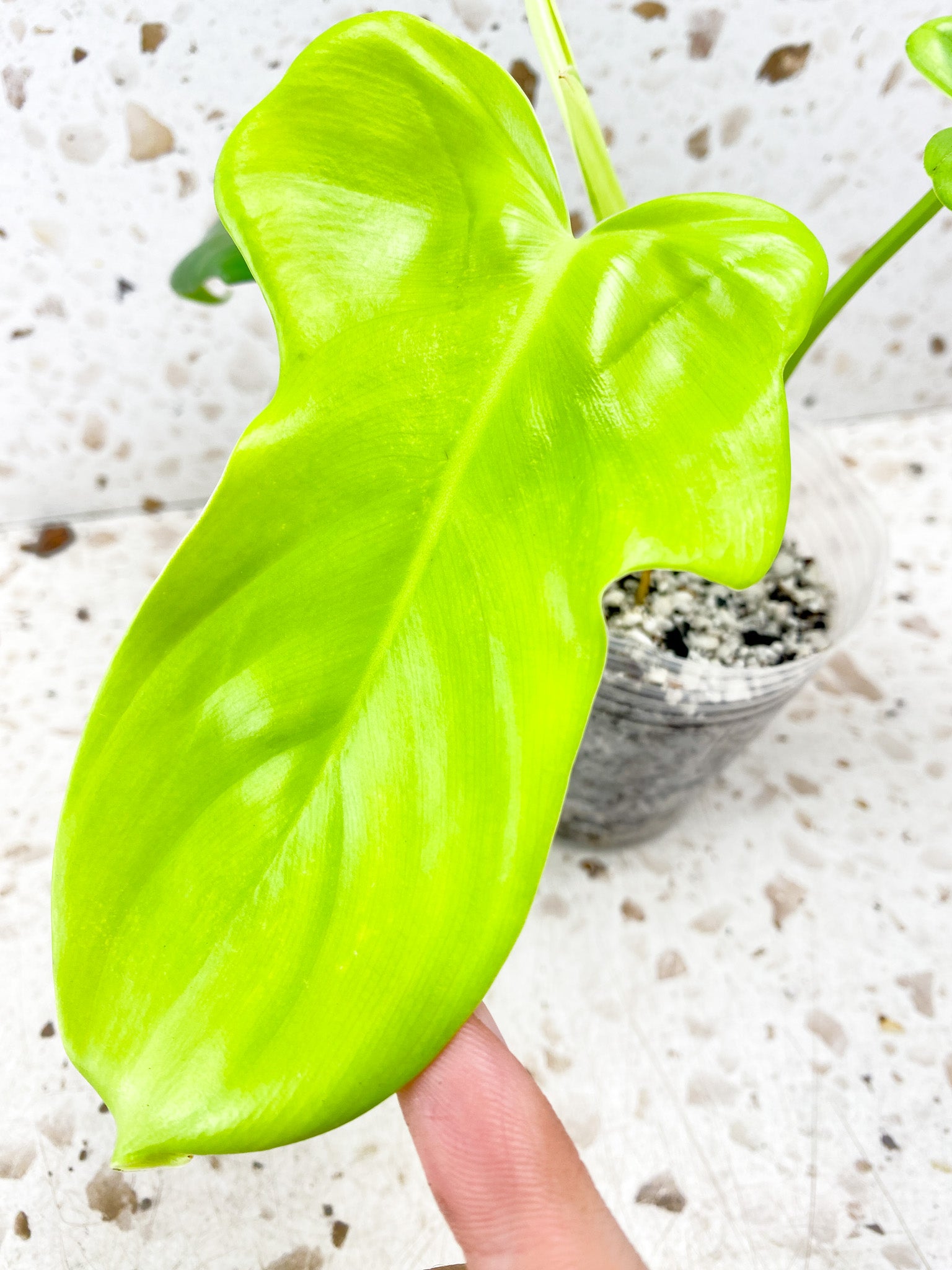 Philodendron Bipennifolium Aurea 3 leaves 1 shoot top cutting