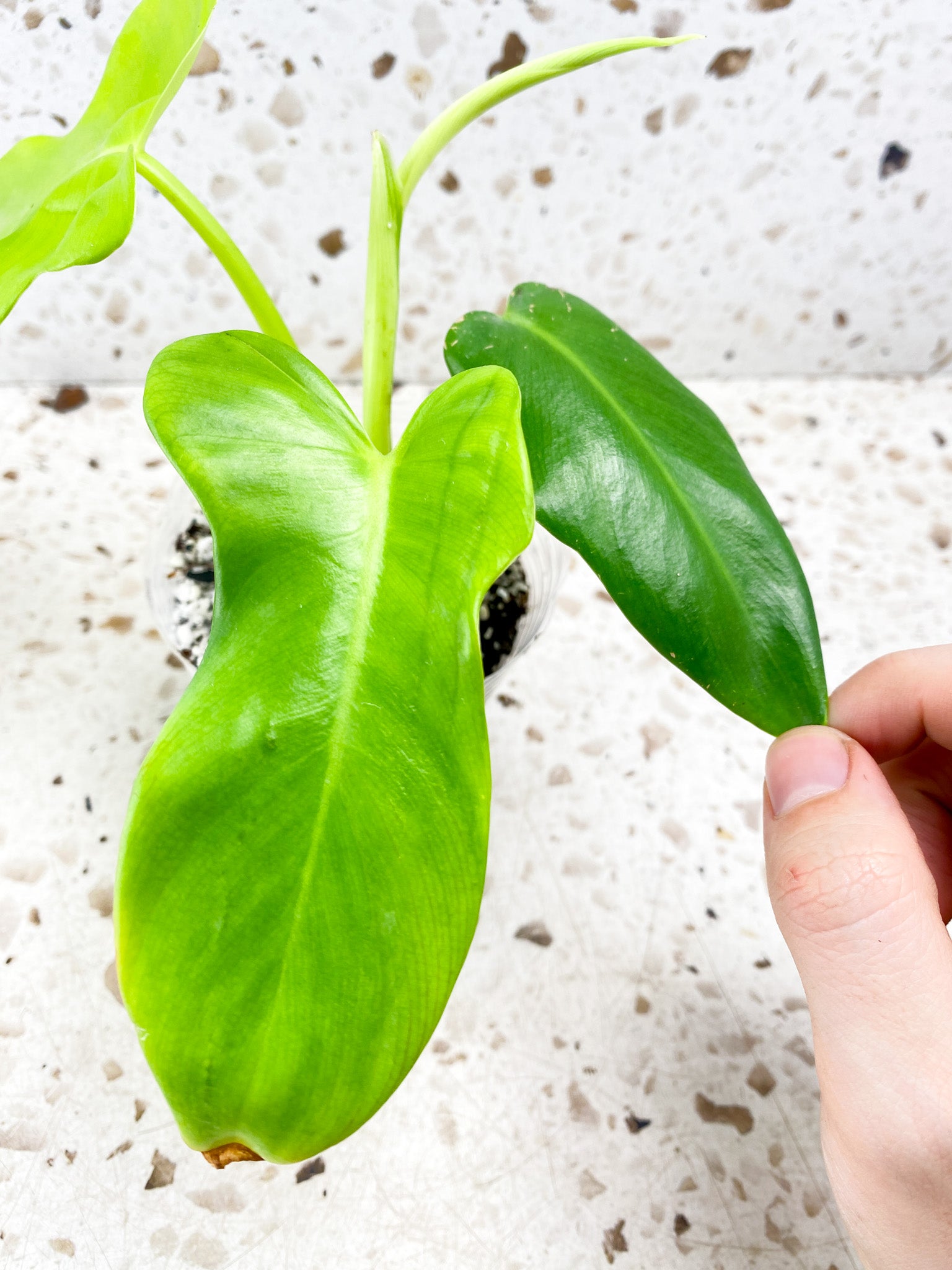 Philodendron Bipennifolium Aurea 3 leaves 1 shoot top cutting