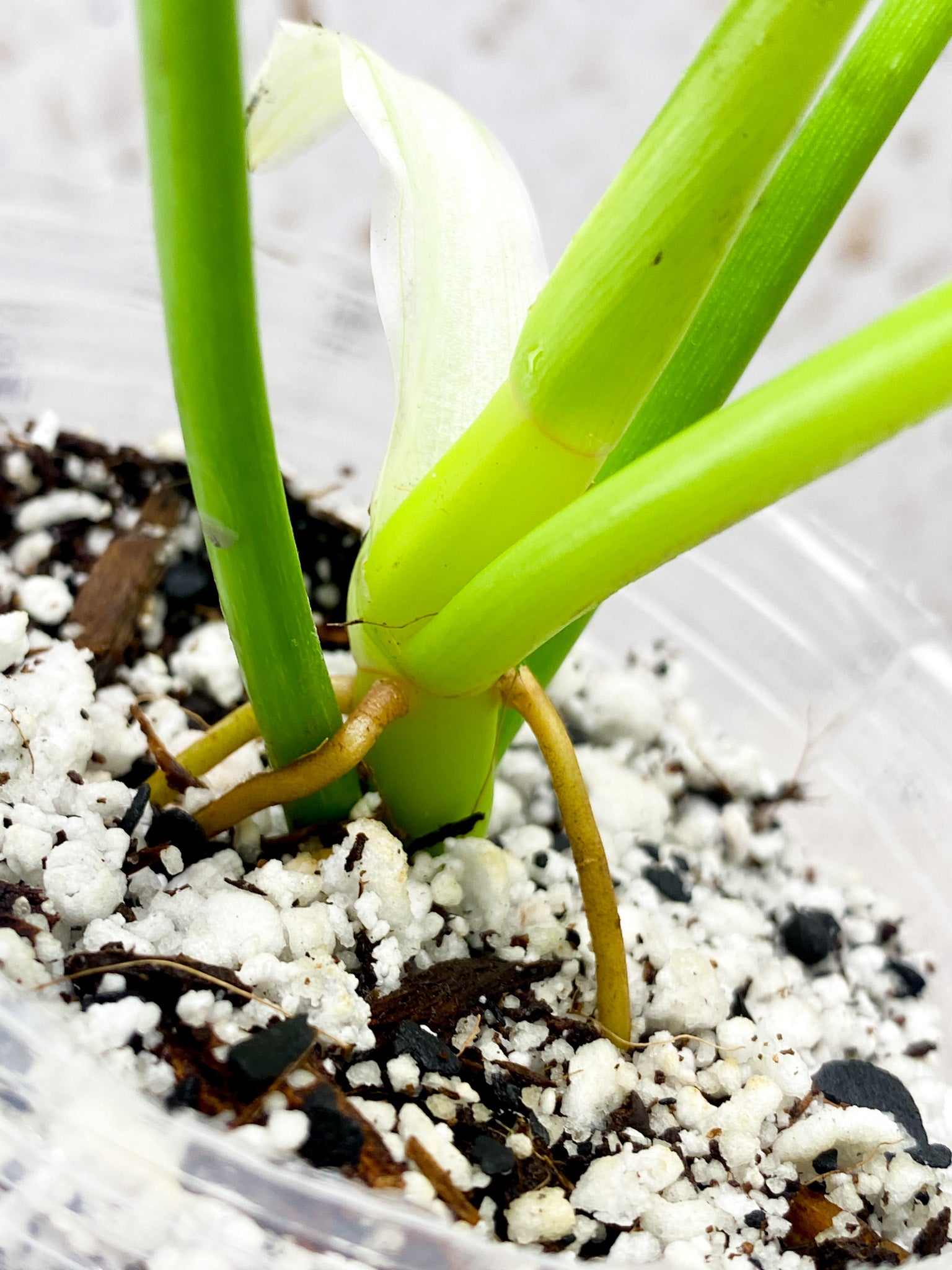 Philodendron Bipennifolium Aurea 3 leaves 1 shoot top cutting