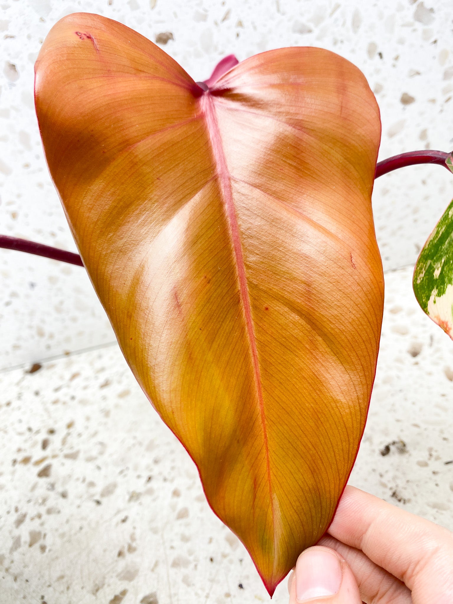 Philodendron Strawberry Shake 3 big leaves 1 shoot top cutting