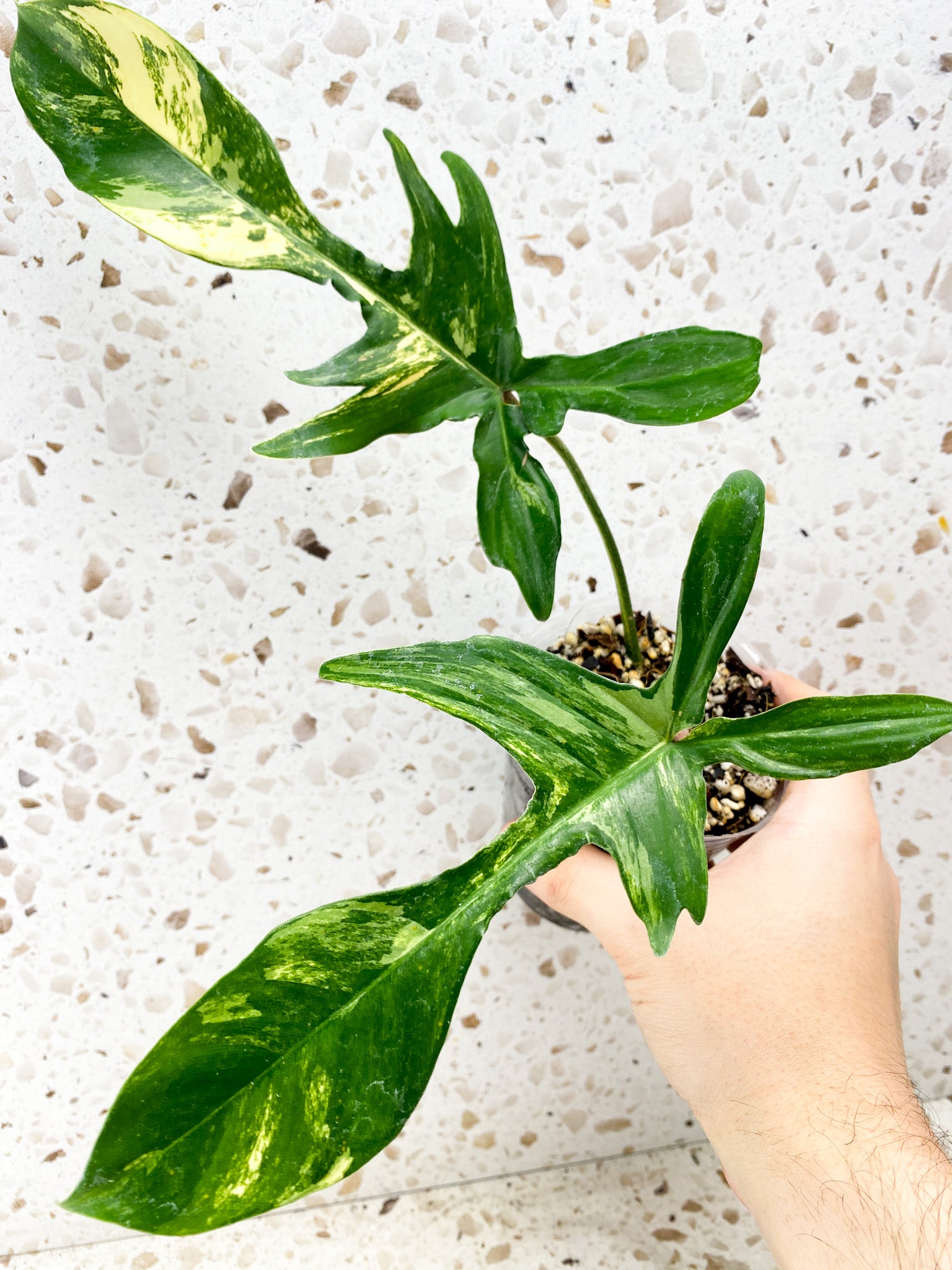 Philodendron Florida Beauty 2 leaves 1 shoot top cutting