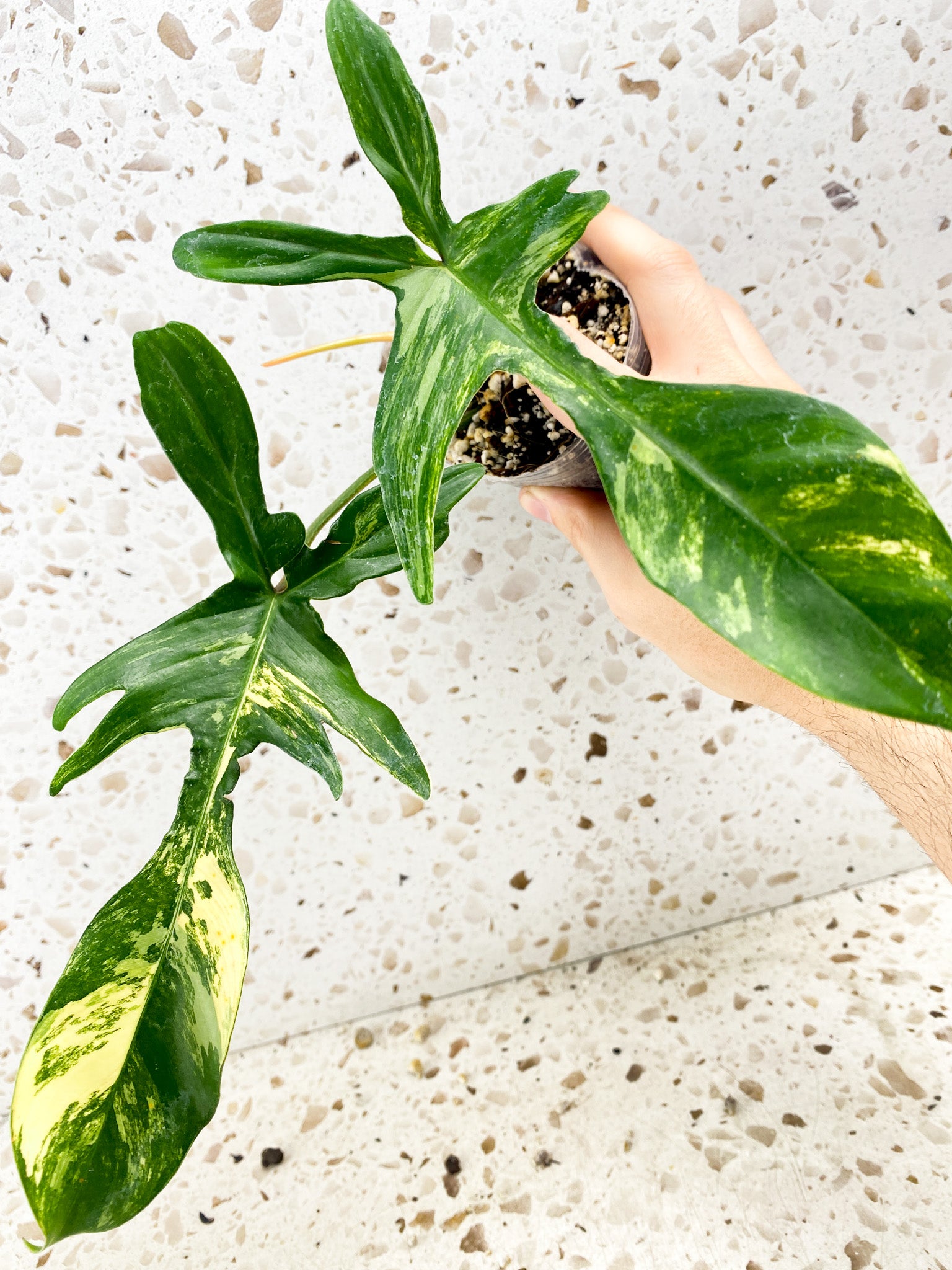 Philodendron Florida Beauty 2 leaves 1 shoot top cutting