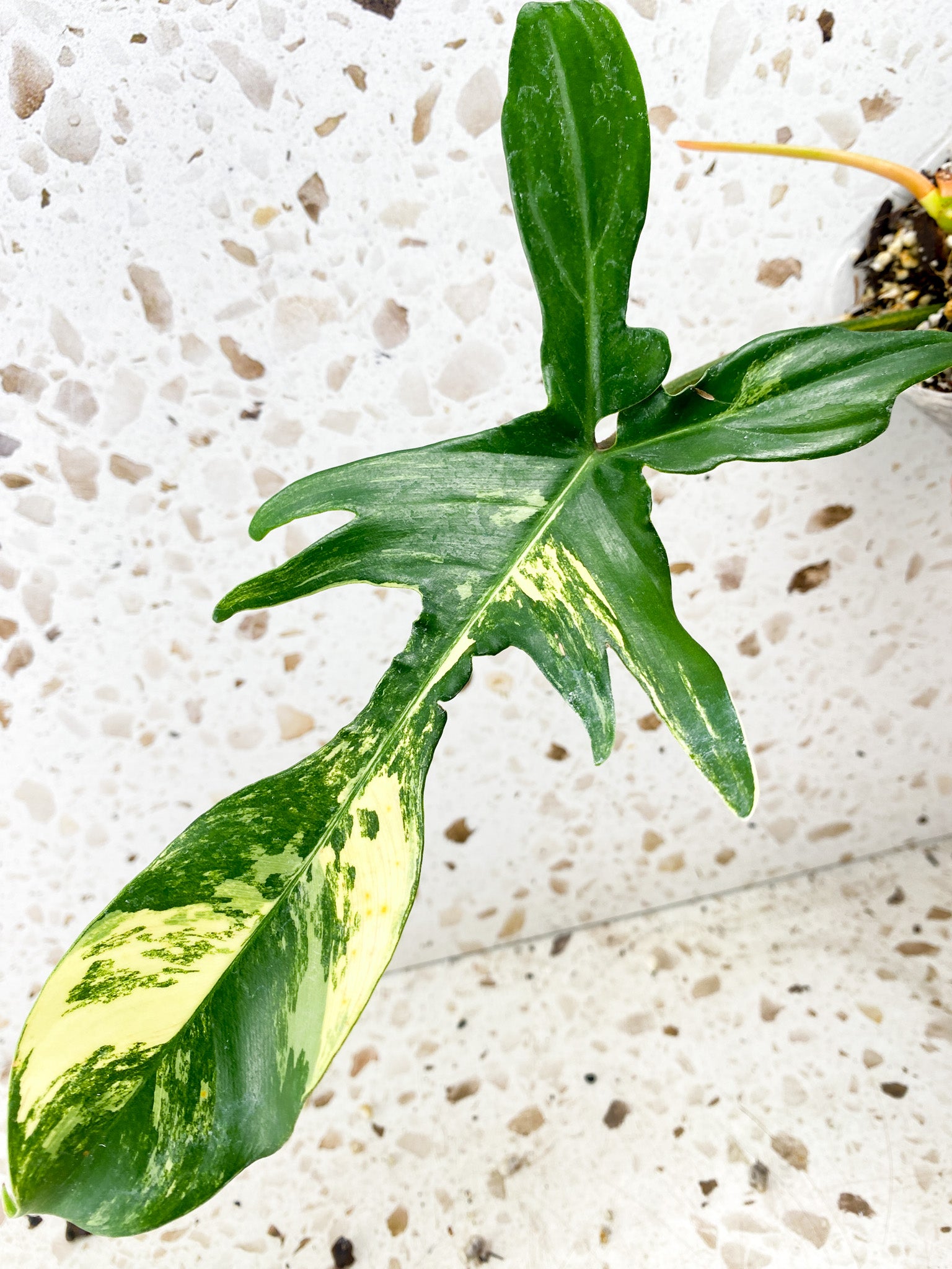 Philodendron Florida Beauty 2 leaves 1 shoot top cutting