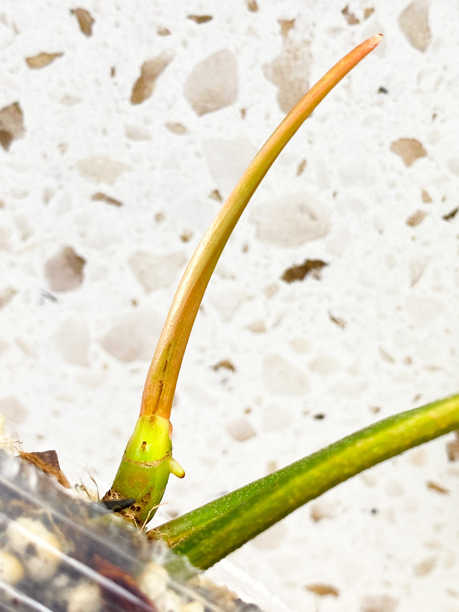 Philodendron Florida Beauty 2 leaves 1 shoot top cutting