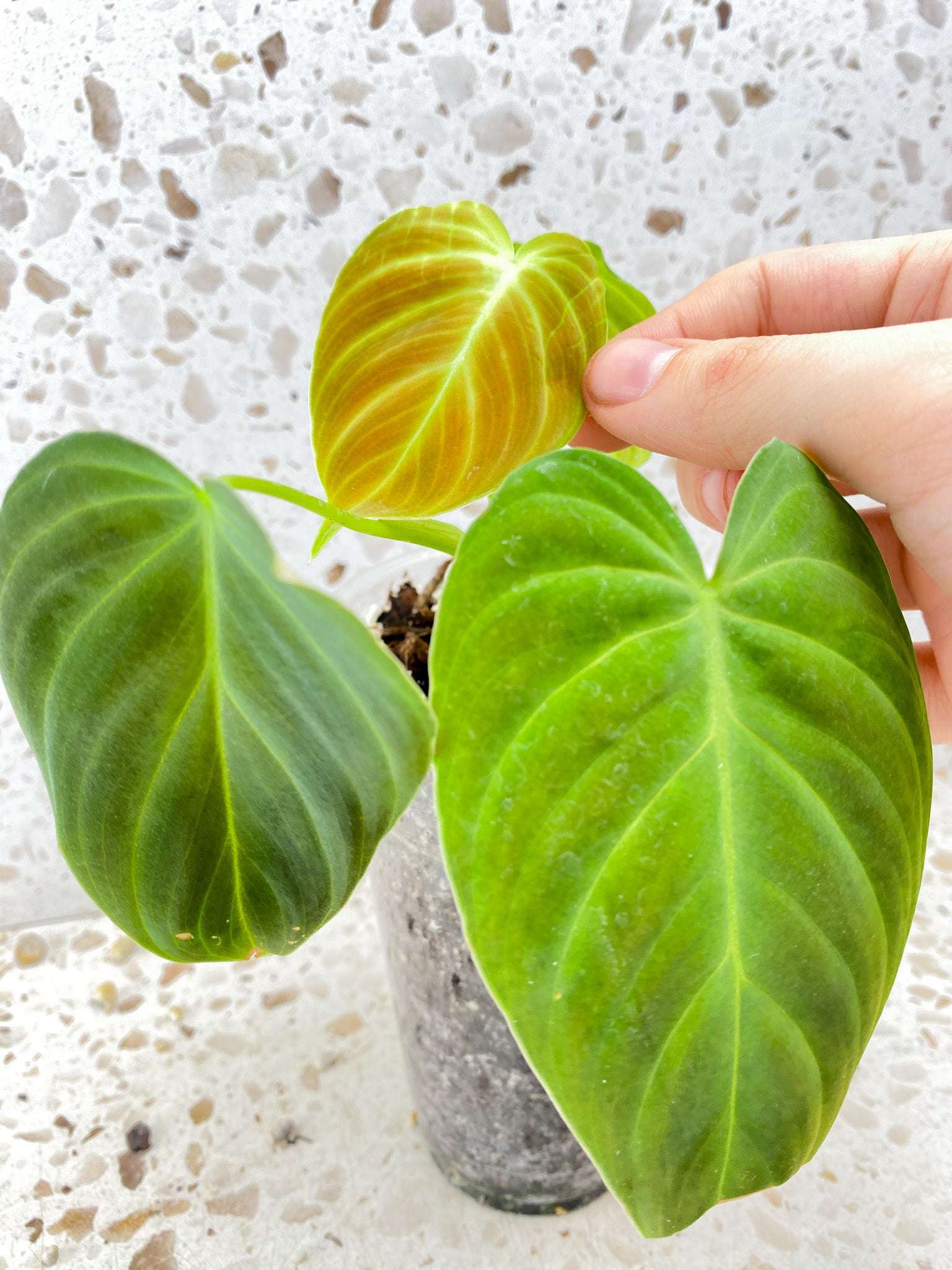 Philodendron Splendid 4 leaf top cutting