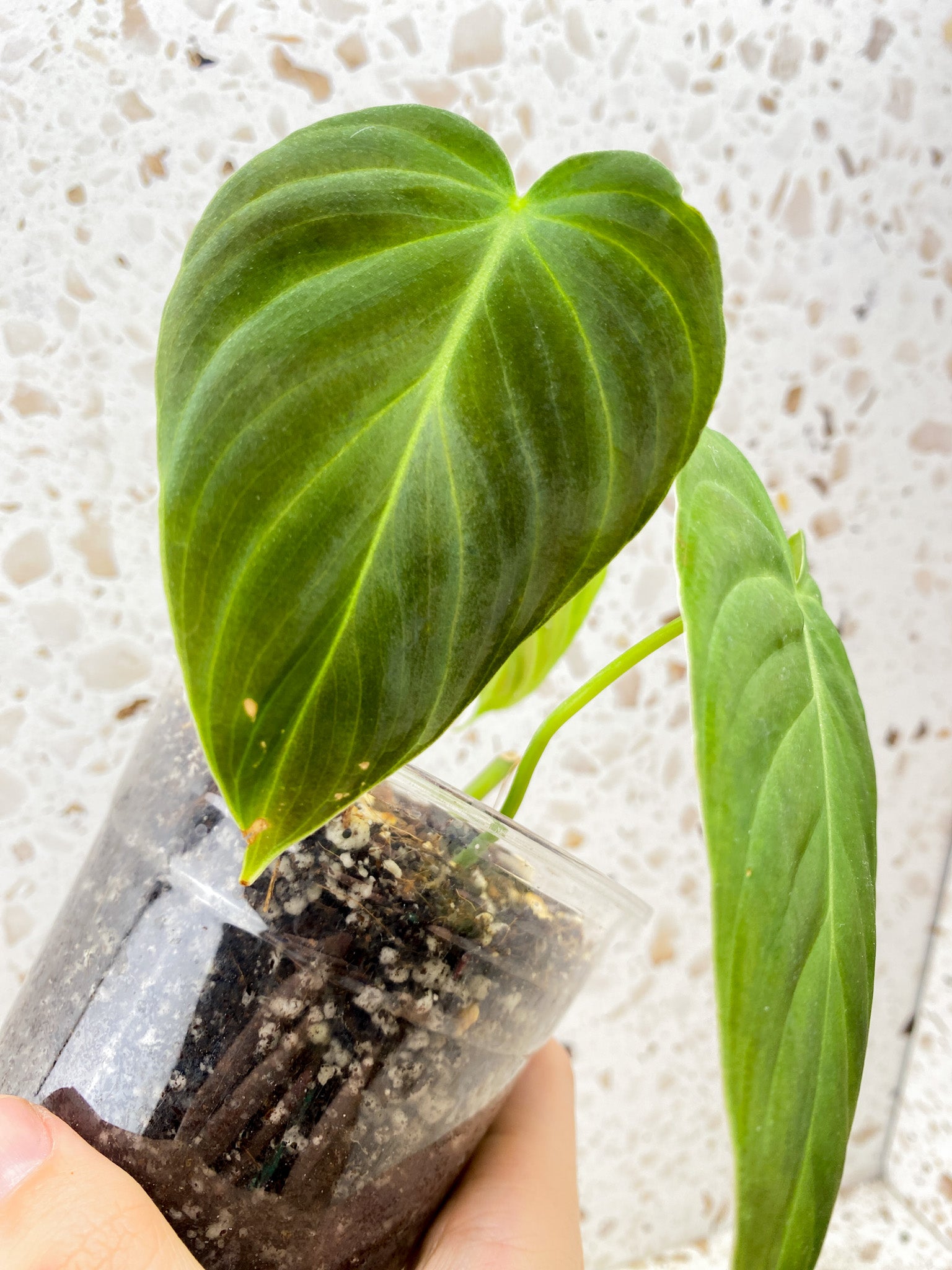 Philodendron Splendid 4 leaf top cutting