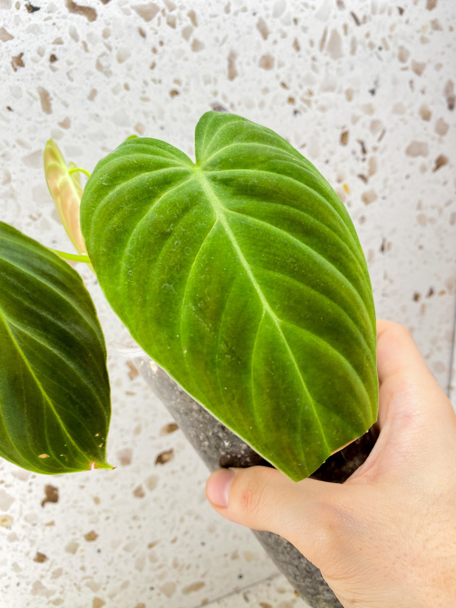 Philodendron Splendid 4 leaf top cutting