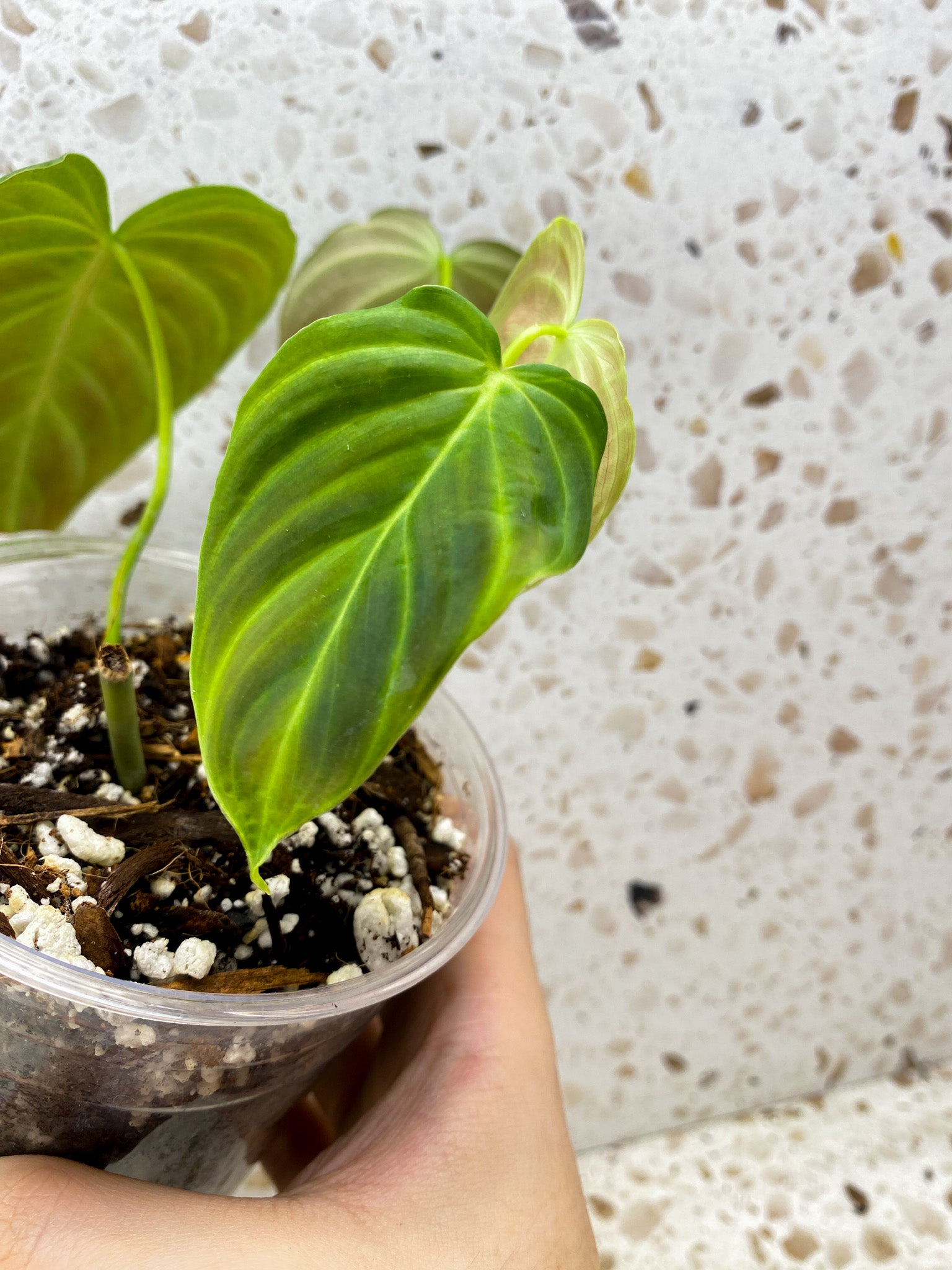 Philodendron Splendid 4 leaf top cutting