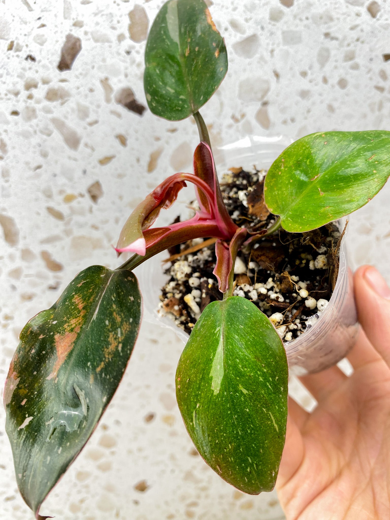 Philodendron Red Anderson 5 leaf top cutting (new leaf with pink unfurling)