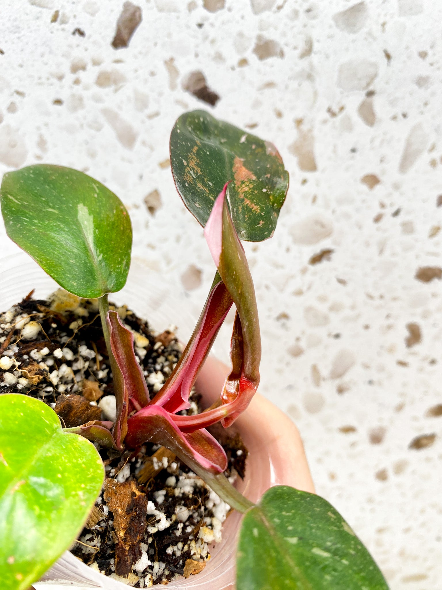 Philodendron Red Anderson 5 leaf top cutting (new leaf with pink unfurling)