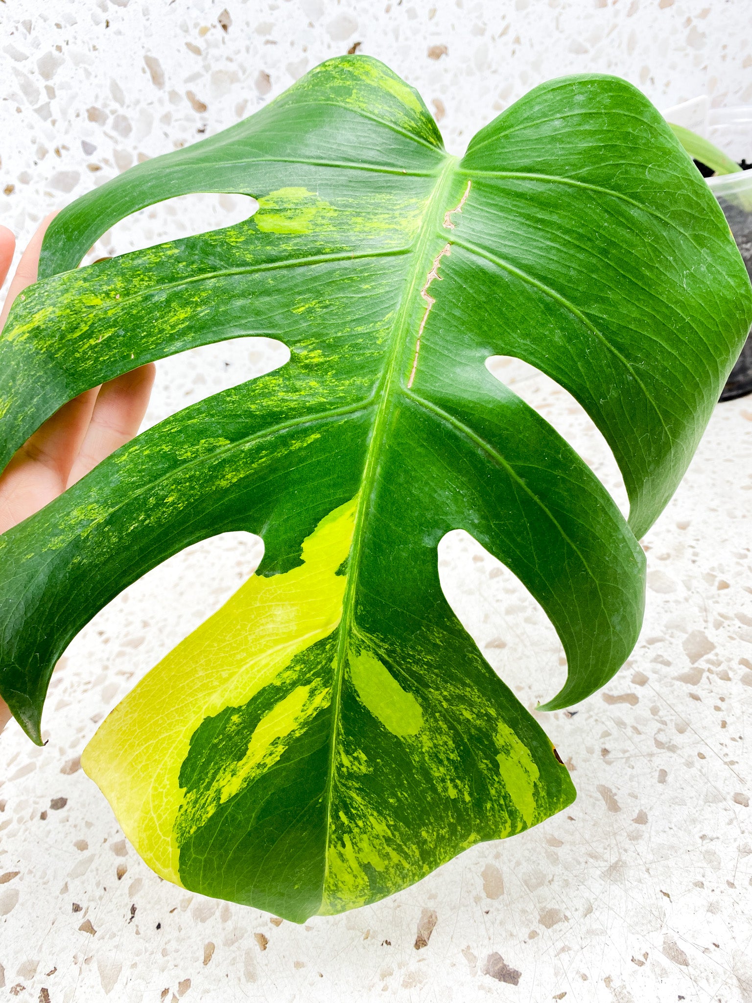 Monstera Aurea Tricolor 1 leaf