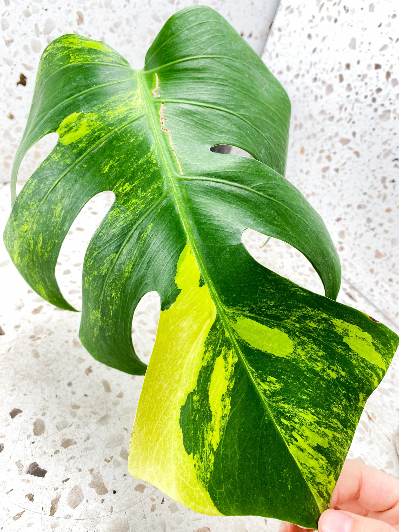 Monstera Aurea Tricolor 1 leaf