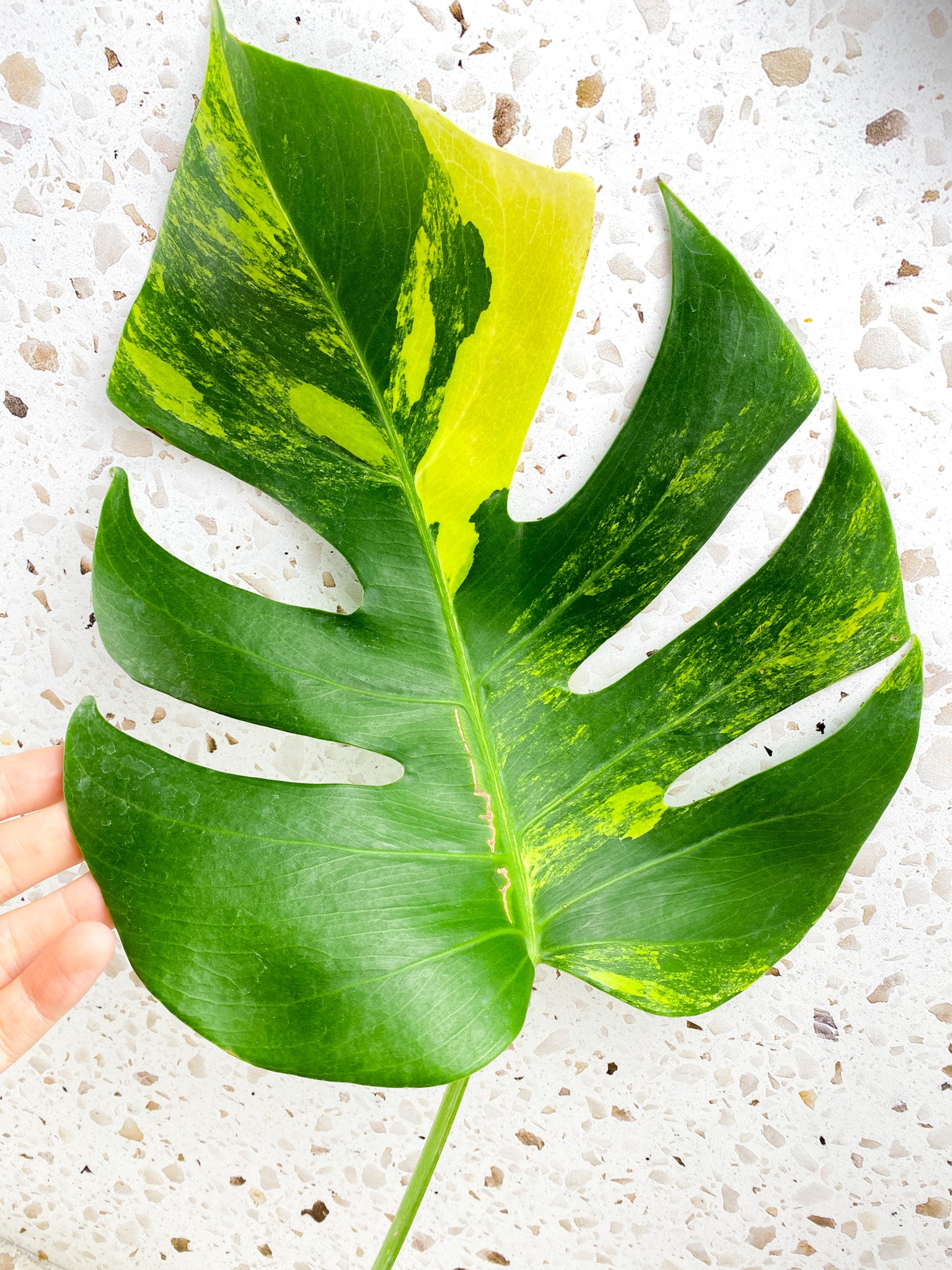 Monstera Aurea Tricolor 1 leaf