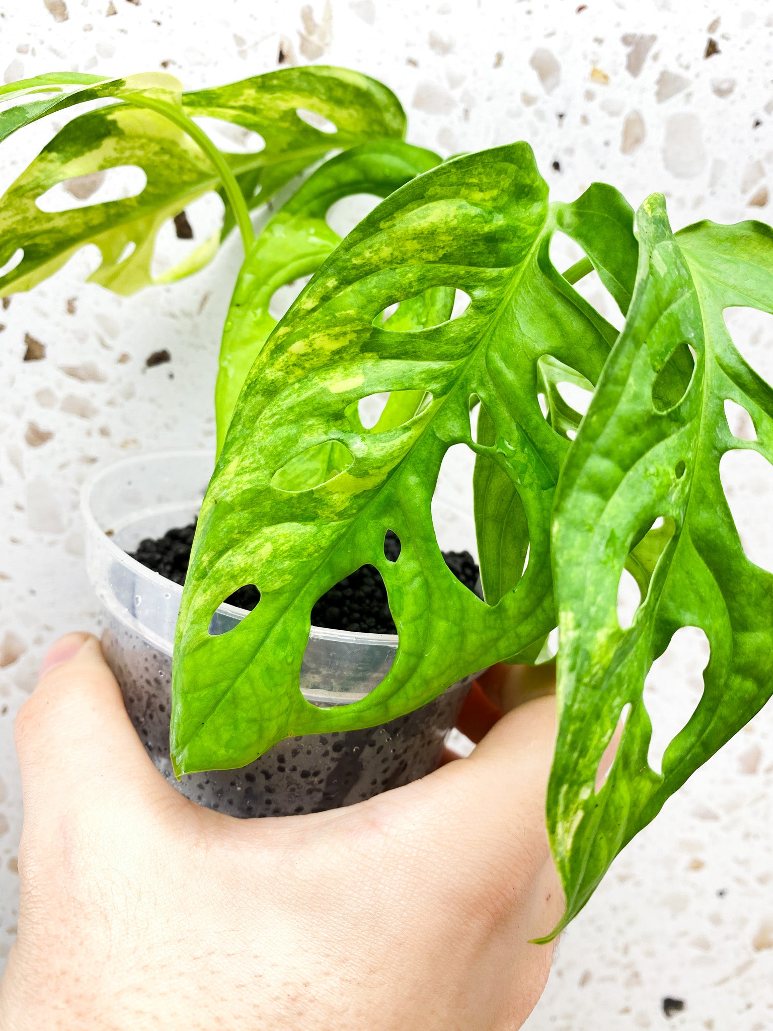 Monstera Adansonii Aurea 6 leaf top cutting (ROOTING)