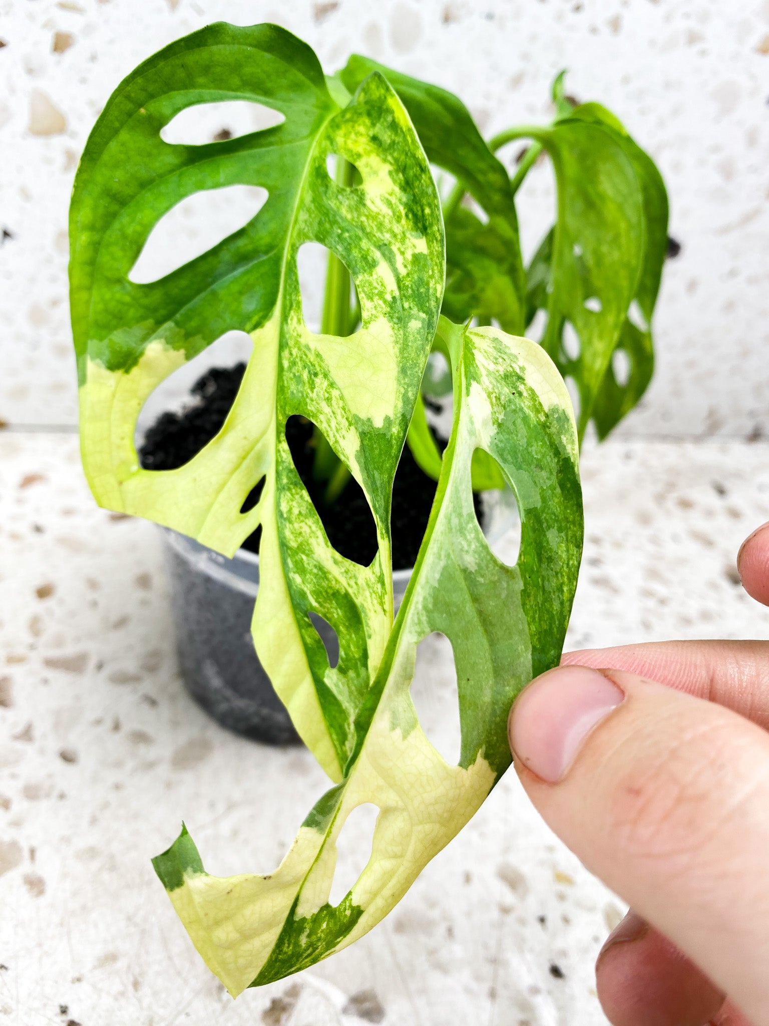 Monstera Adansonii Aurea 6 leaf top cutting (ROOTING)