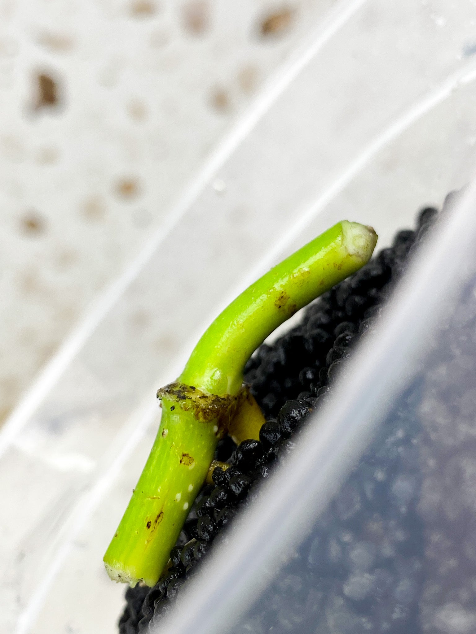 Monstera Adansonii Aurea node