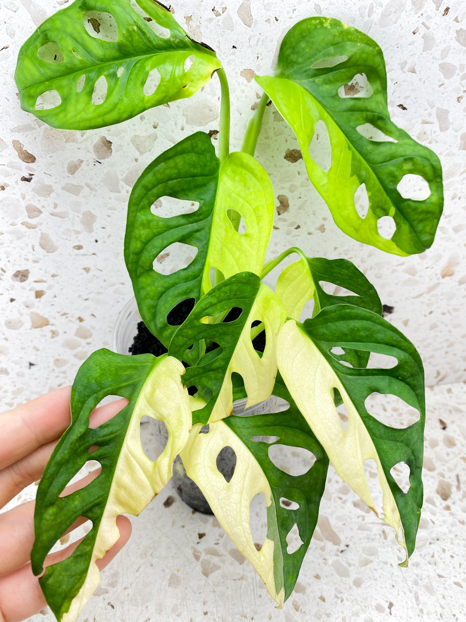 Monstera Adansonii Aurea 8 leaf top cutting