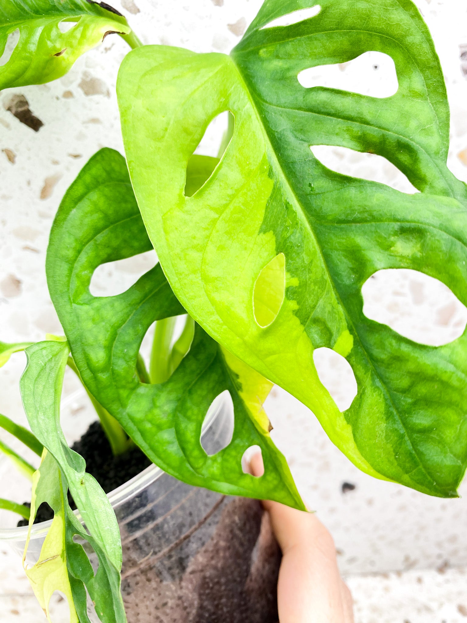 Monstera Adansonii Aurea 8 leaf top cutting