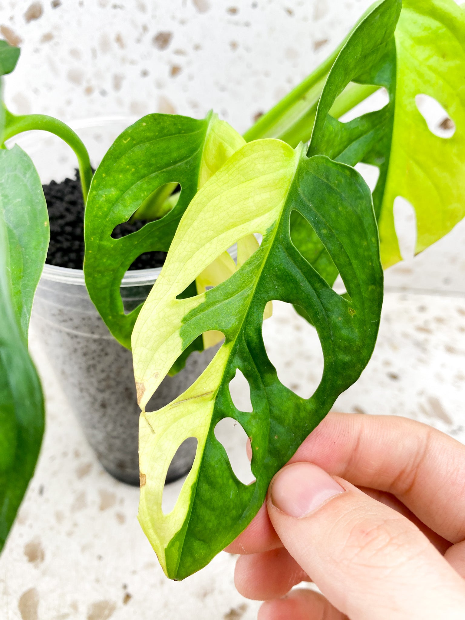 Monstera Adansonii Aurea 8 leaf top cutting