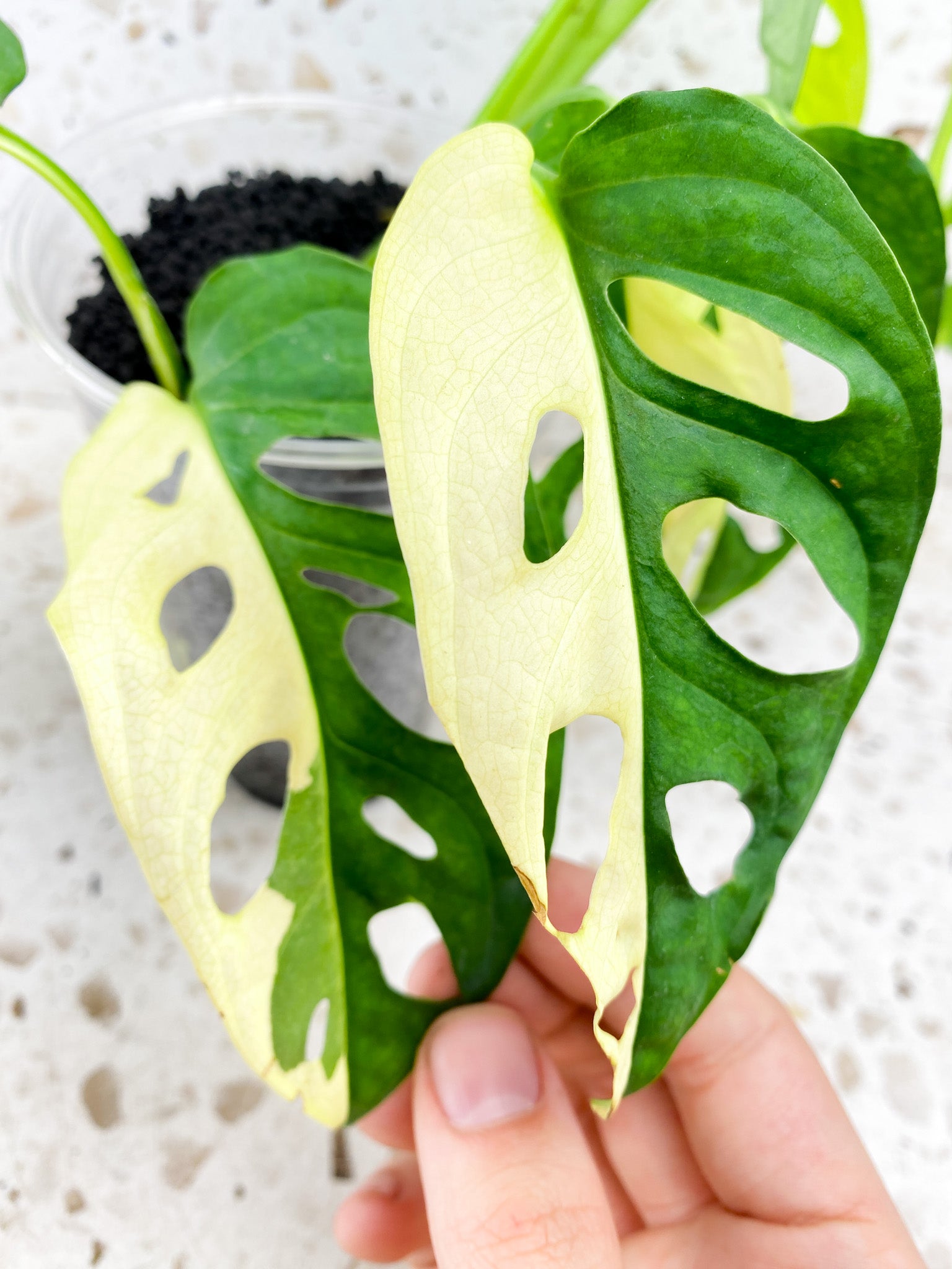 Monstera Adansonii Aurea 8 leaf top cutting