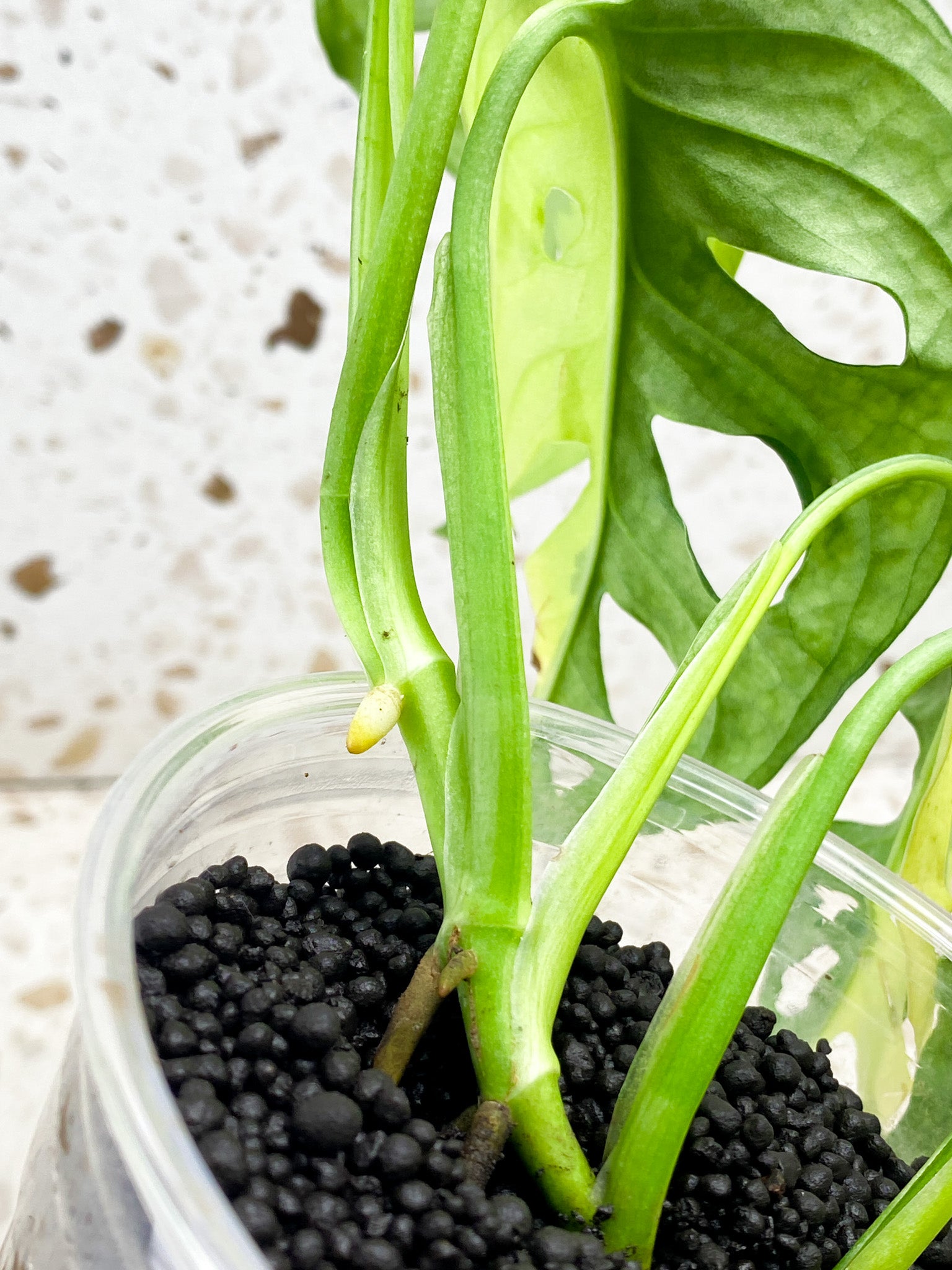 Monstera Adansonii Aurea 8 leaf top cutting